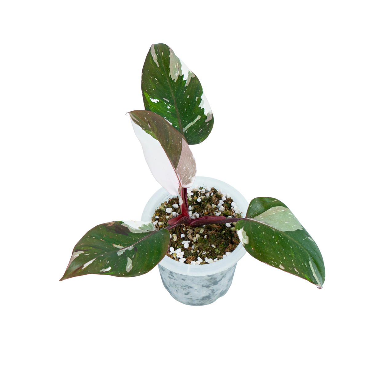 Philodendron Red Anderson