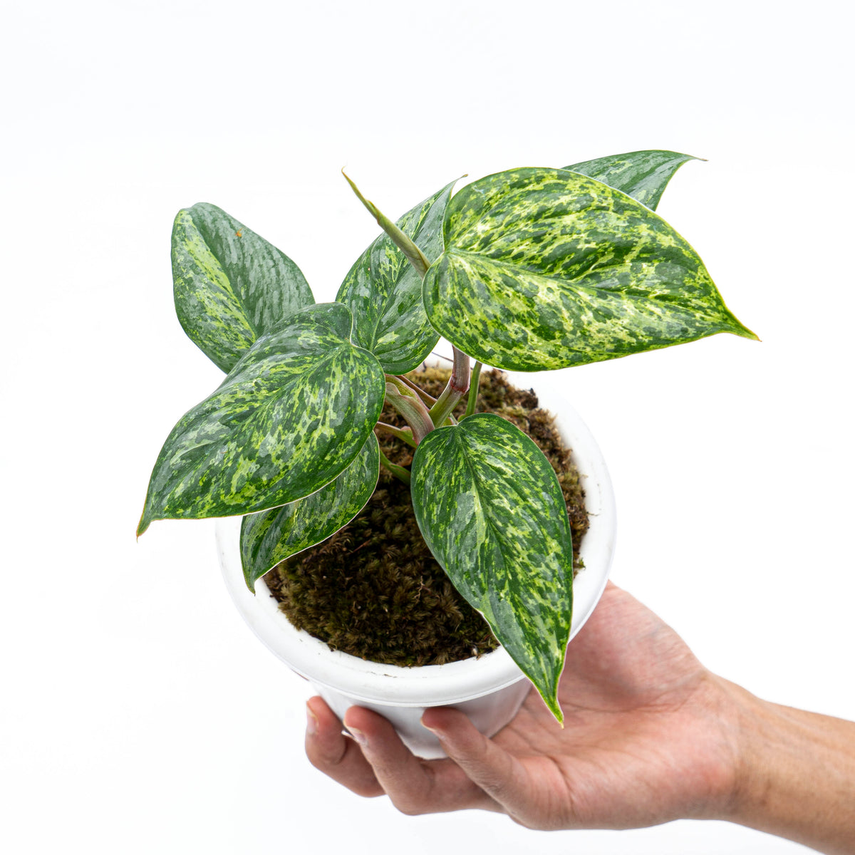Philodendron Sodiroi Variegated