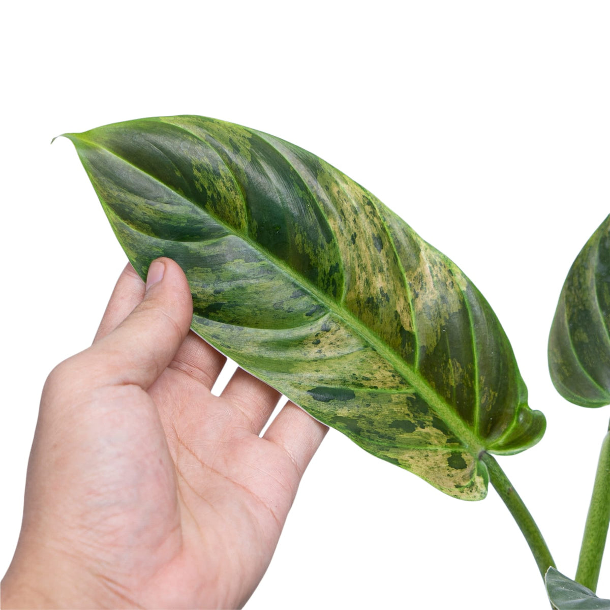Philodendron Subhastatum Variegated