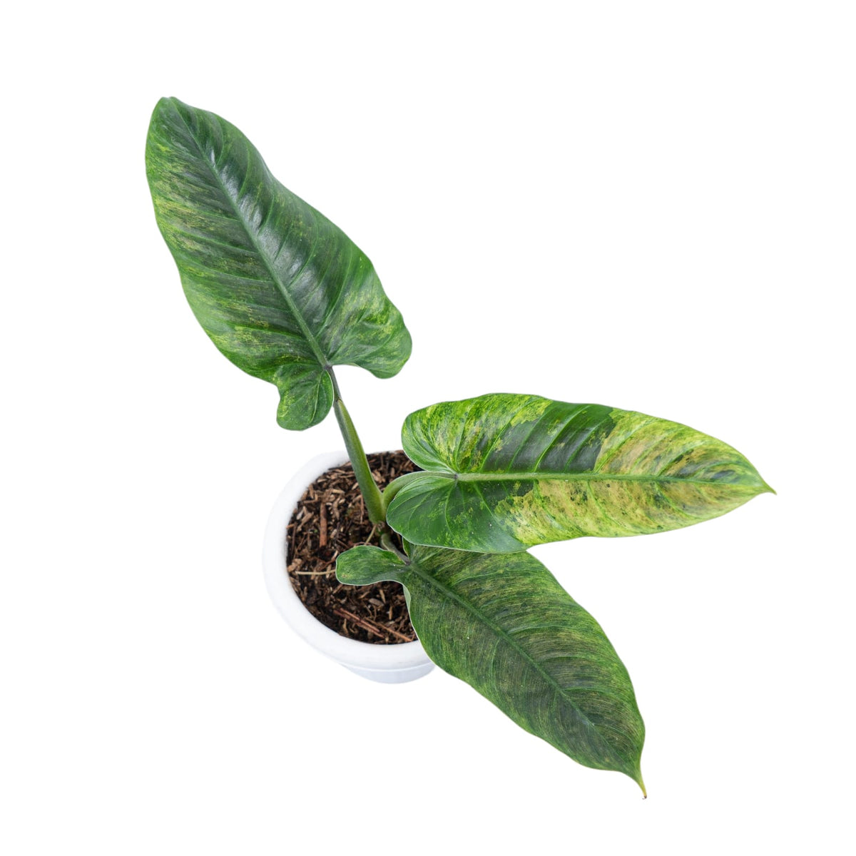 Philodendron Subhastatum Variegated