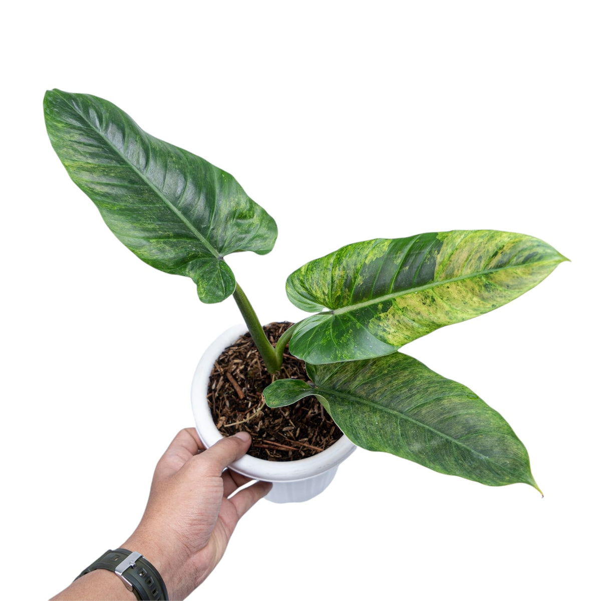 Philodendron Subhastatum Variegated