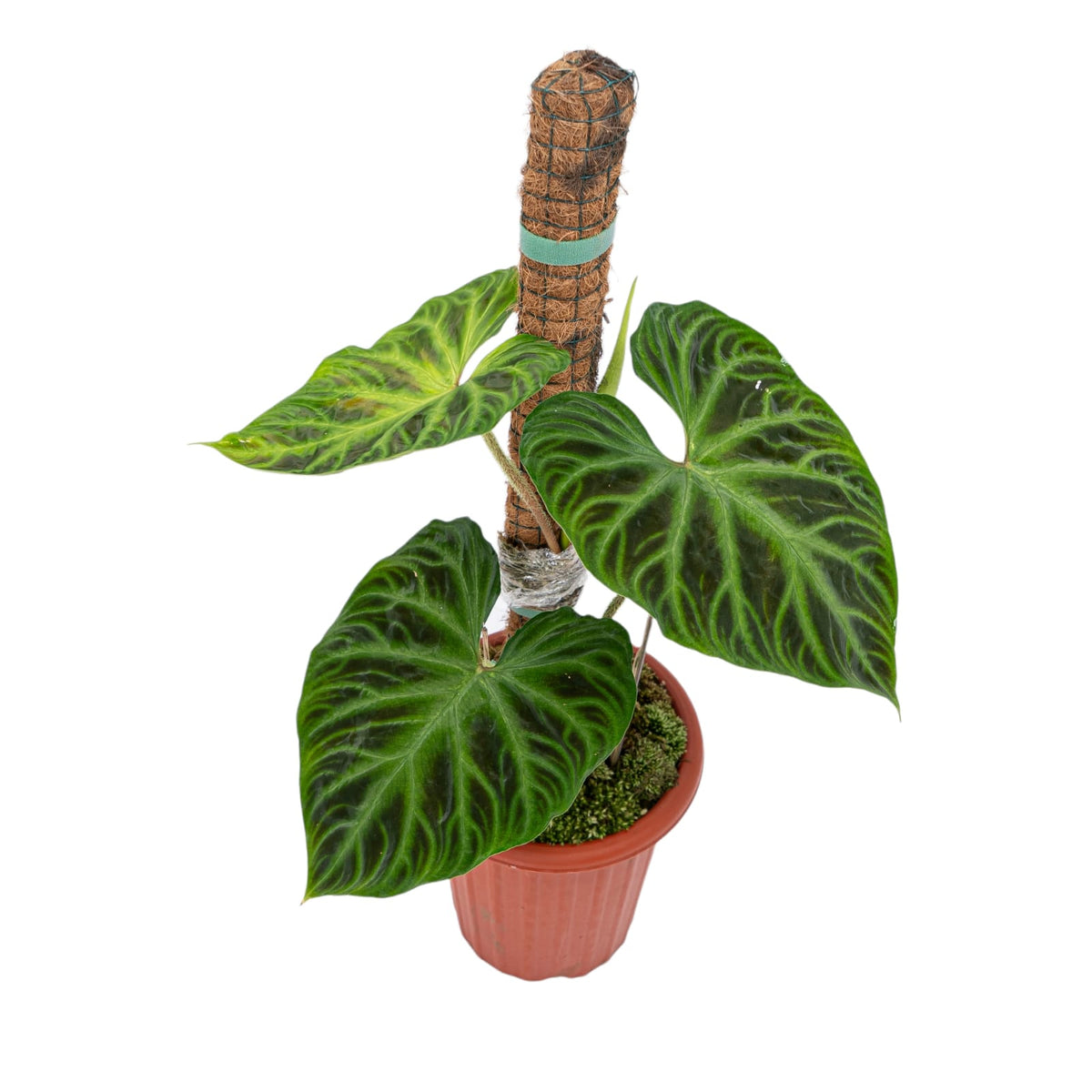 Philodendron Verrucosum