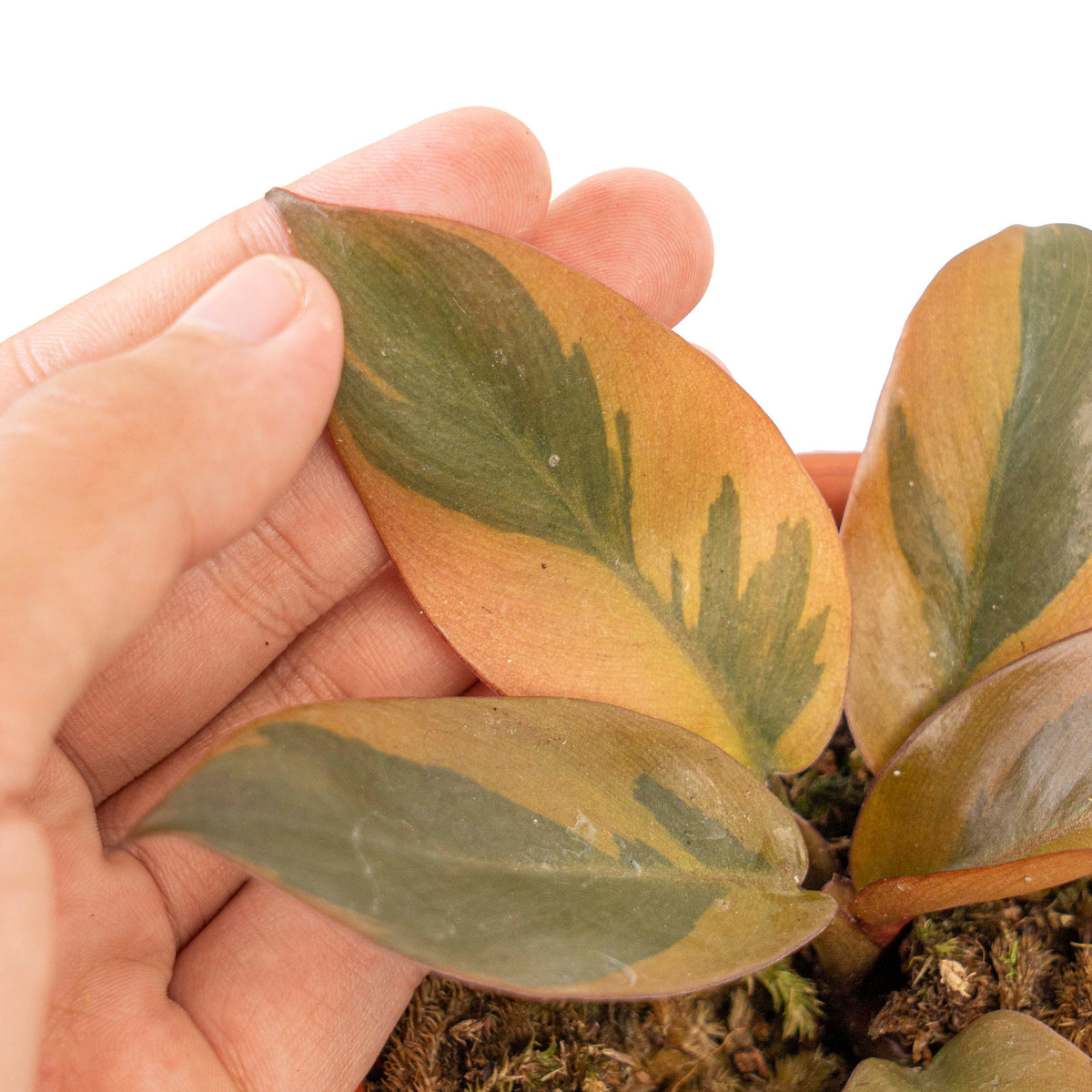 Philodendron black cardinal variegated