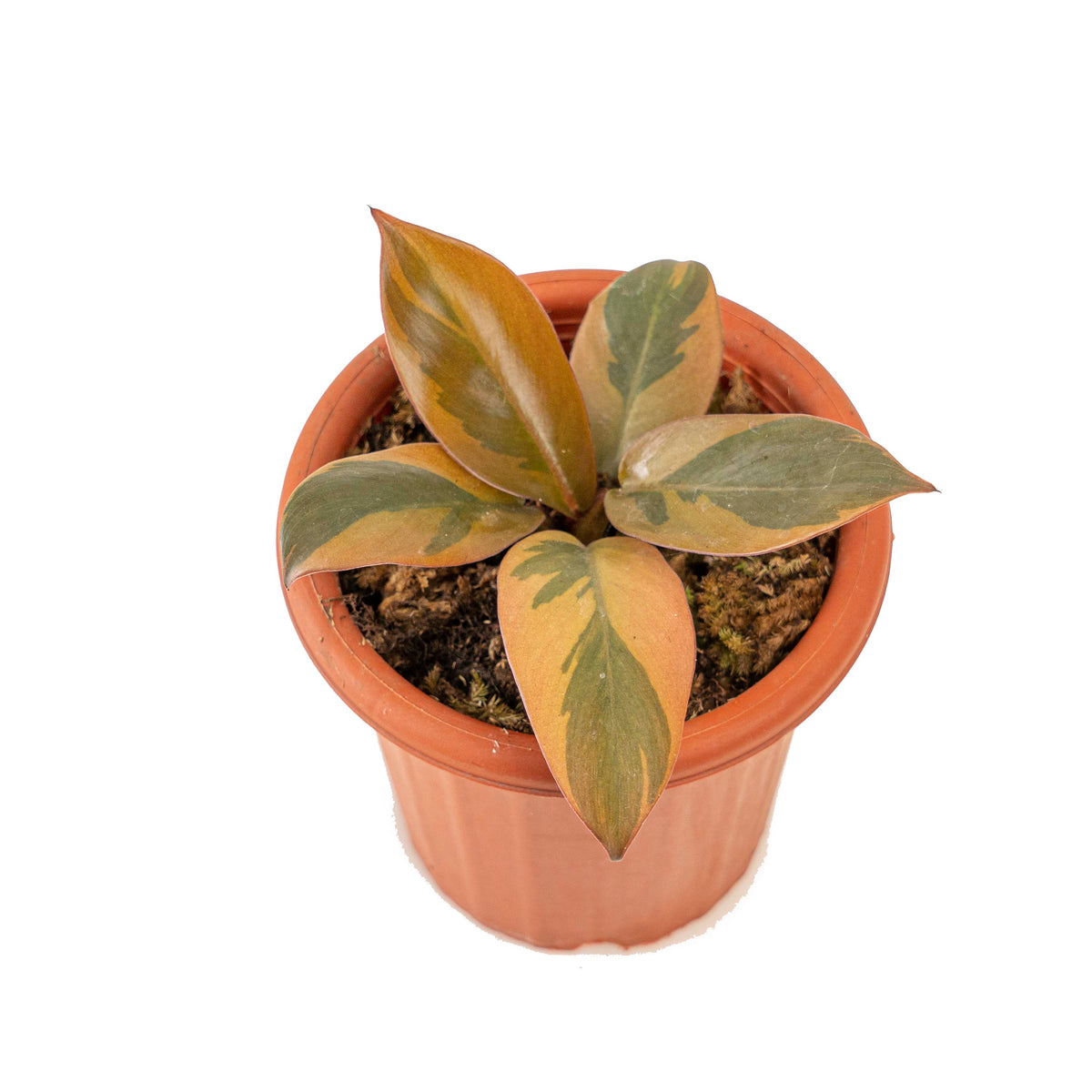 Philodendron black cardinal variegated