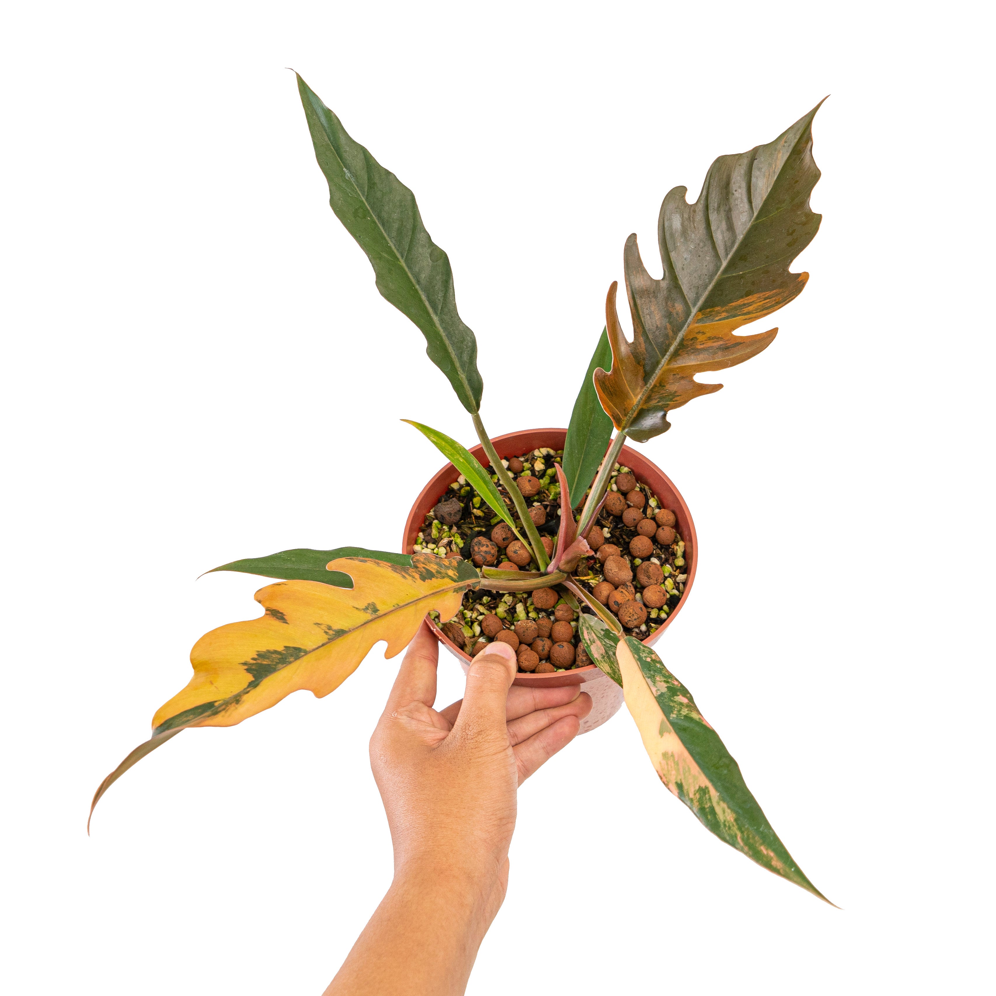 Philodendron caramel marble variegated