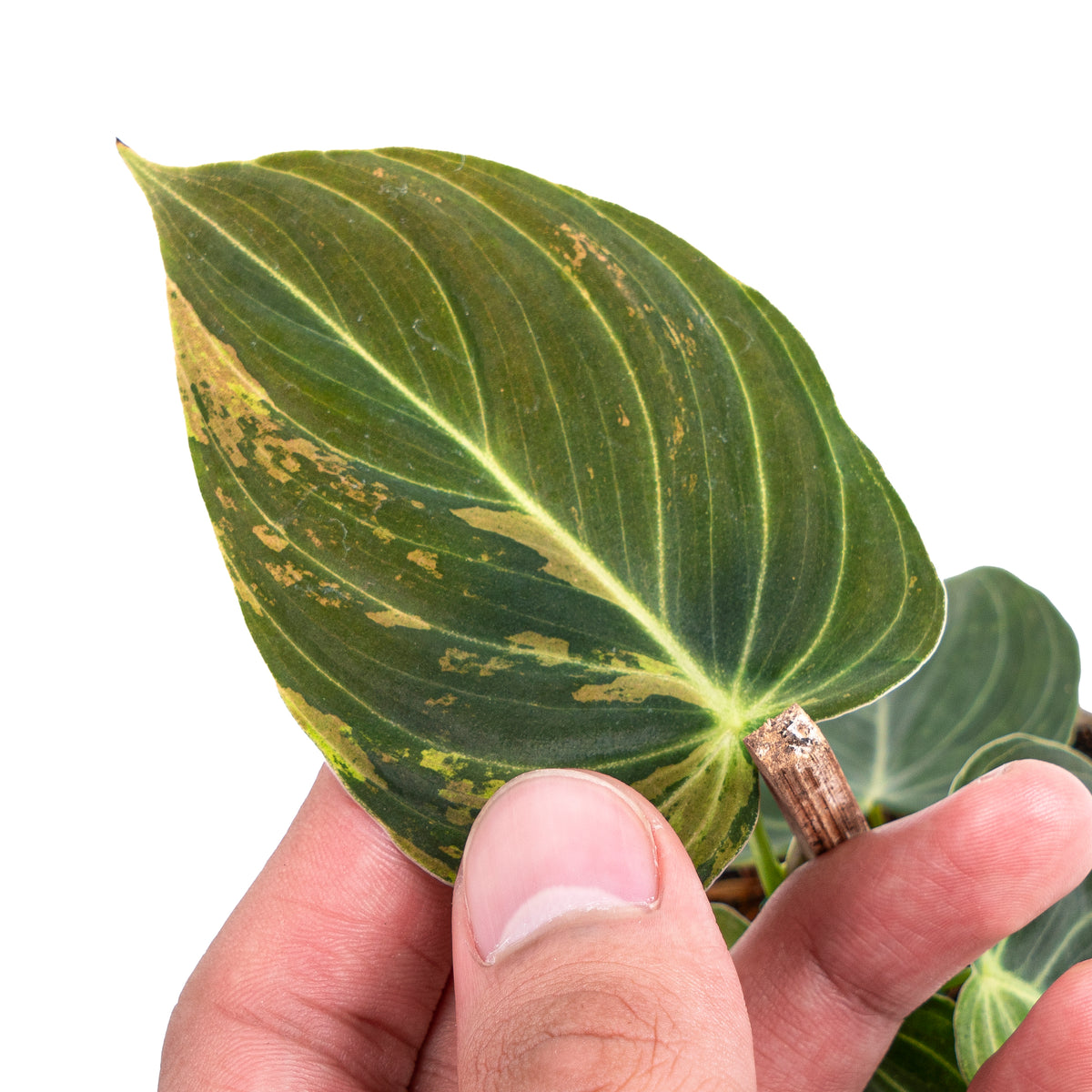 Philodendron melanochrysum variegated
