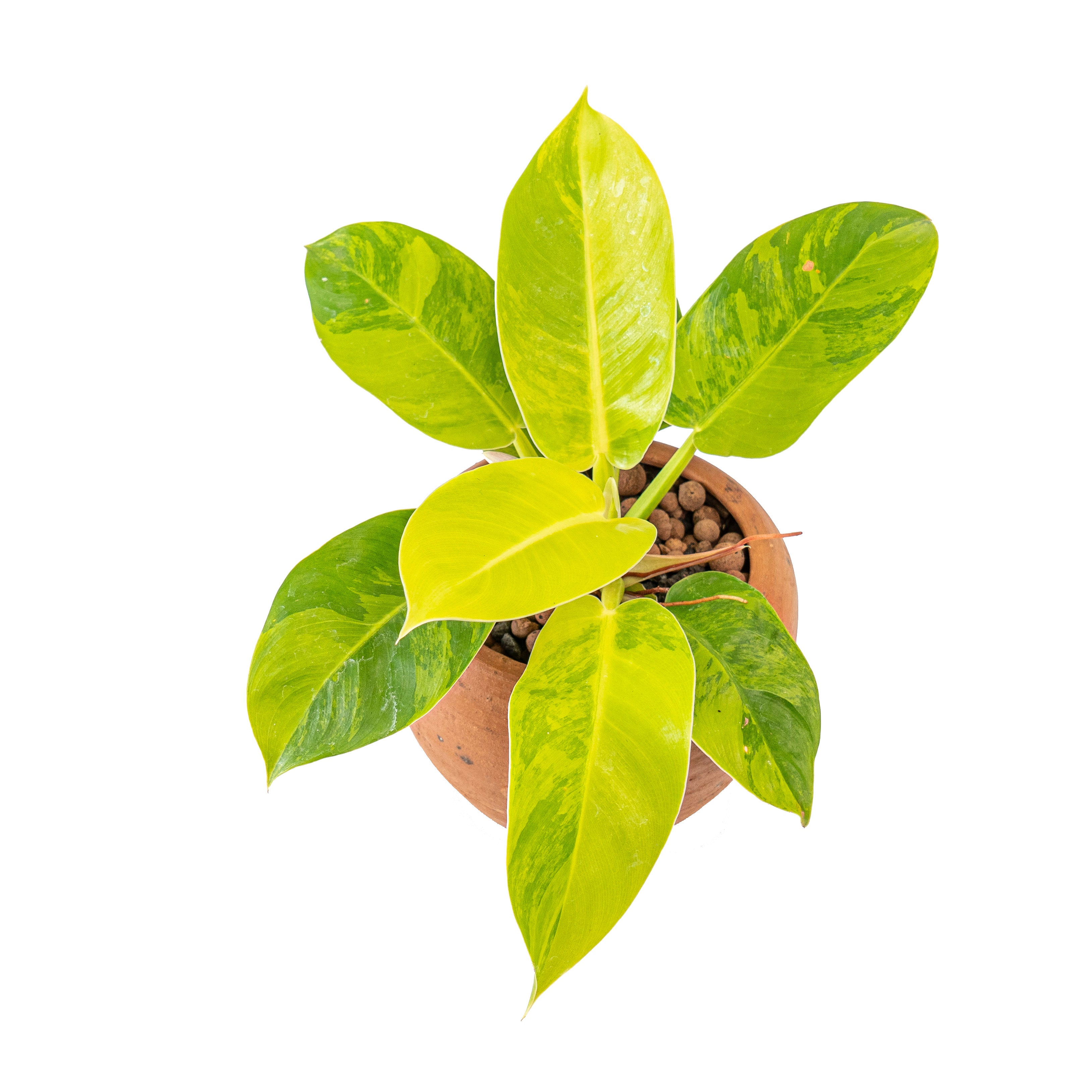 Philodendron moonlight variegated