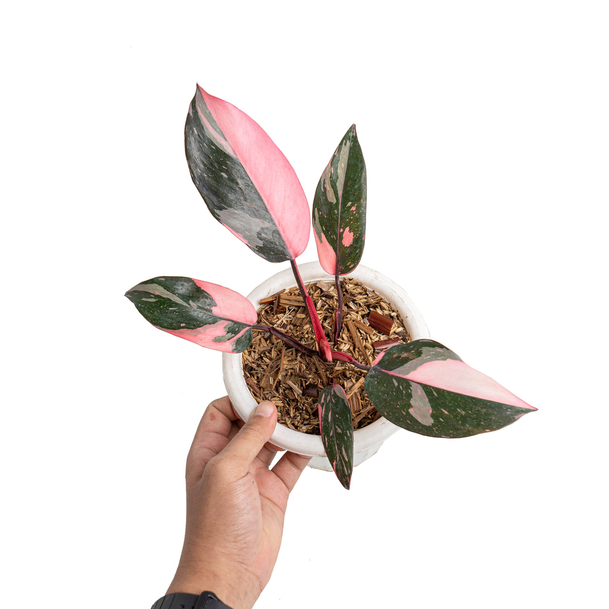 Philodendron pink princess black cherry
