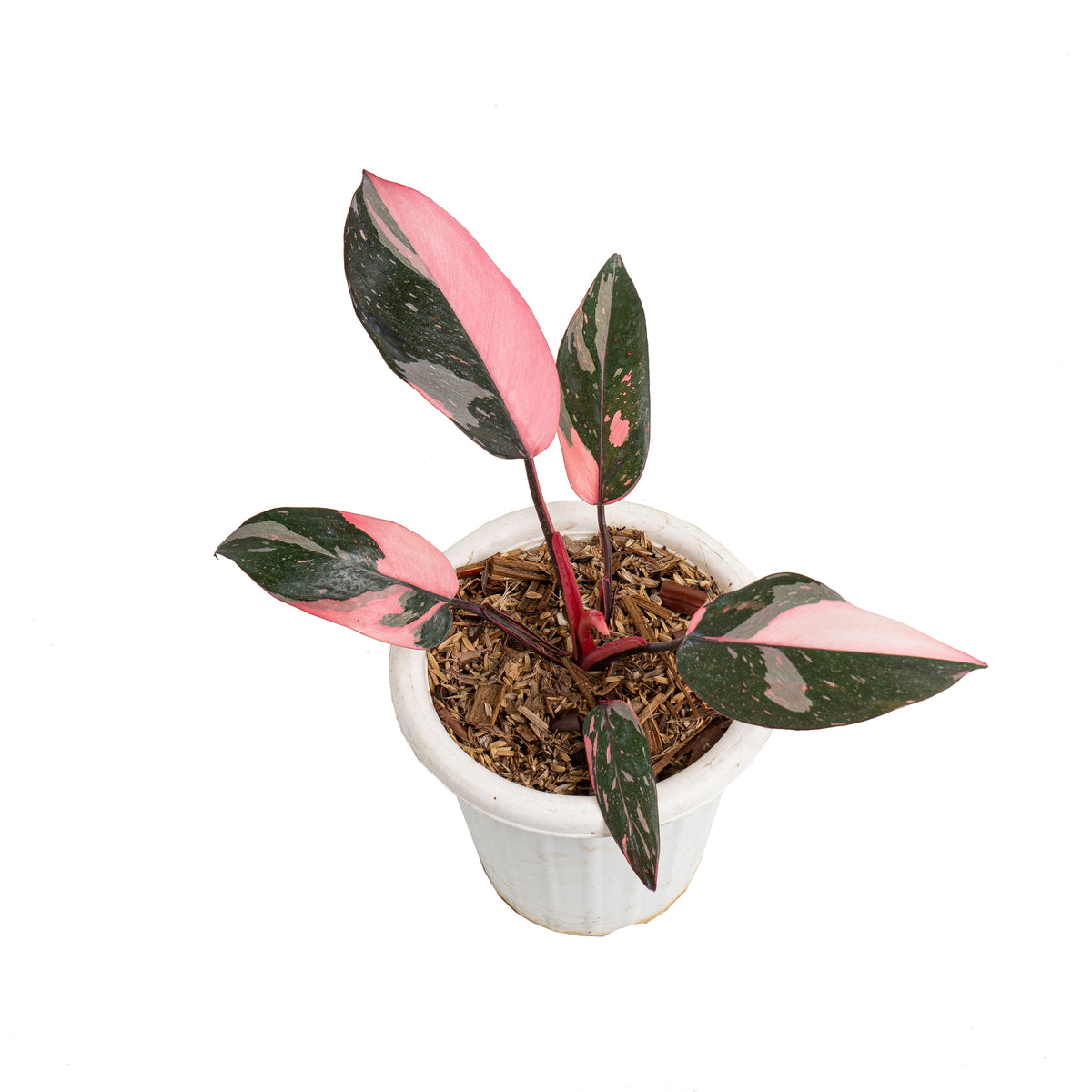 Philodendron pink princess black cherry