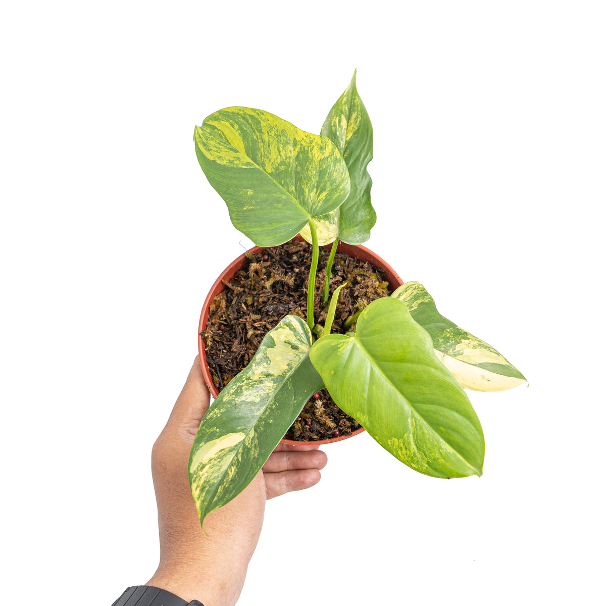 Philodendron violin variegated