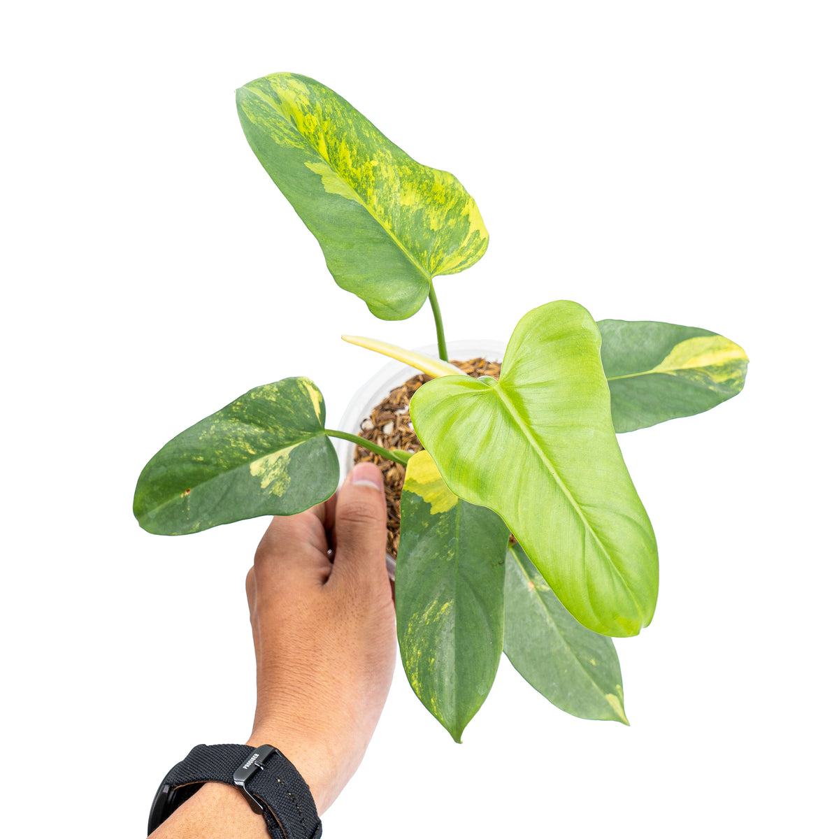 Philodendron violin variegated