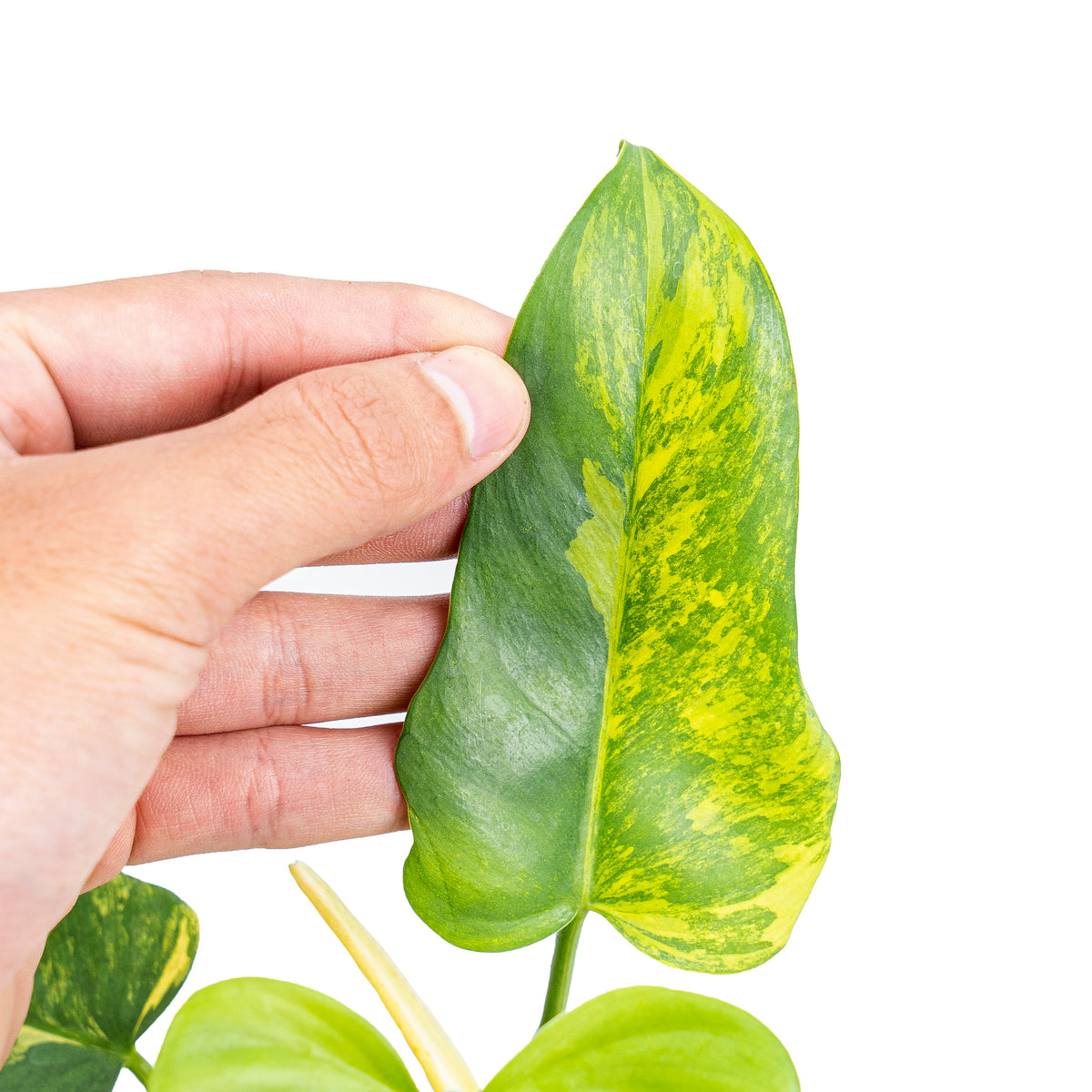 Philodendron violin variegated