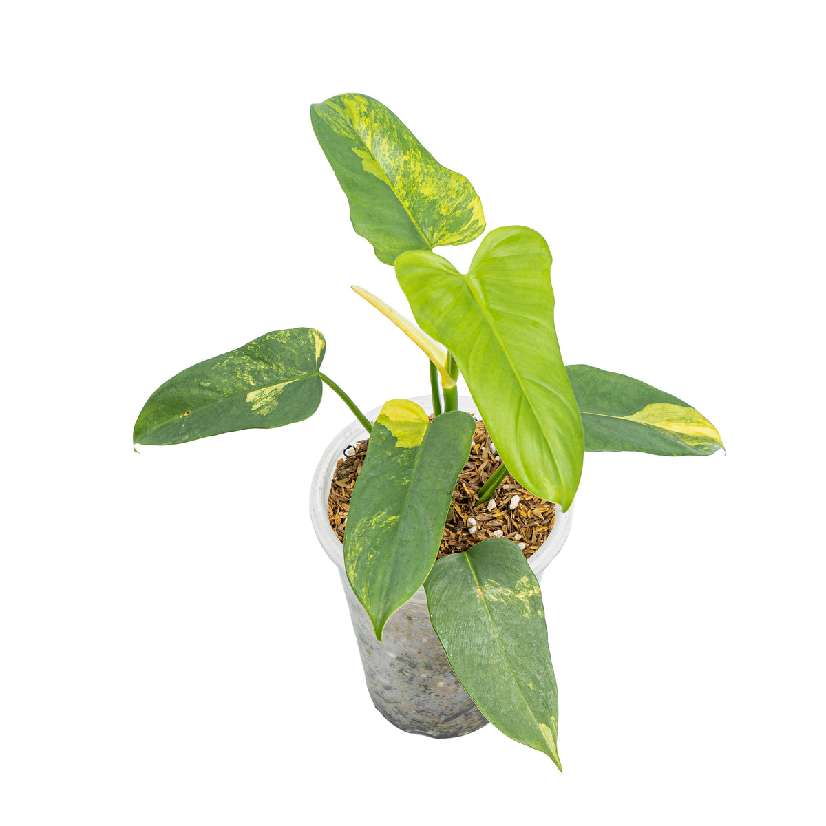 Philodendron violin variegated