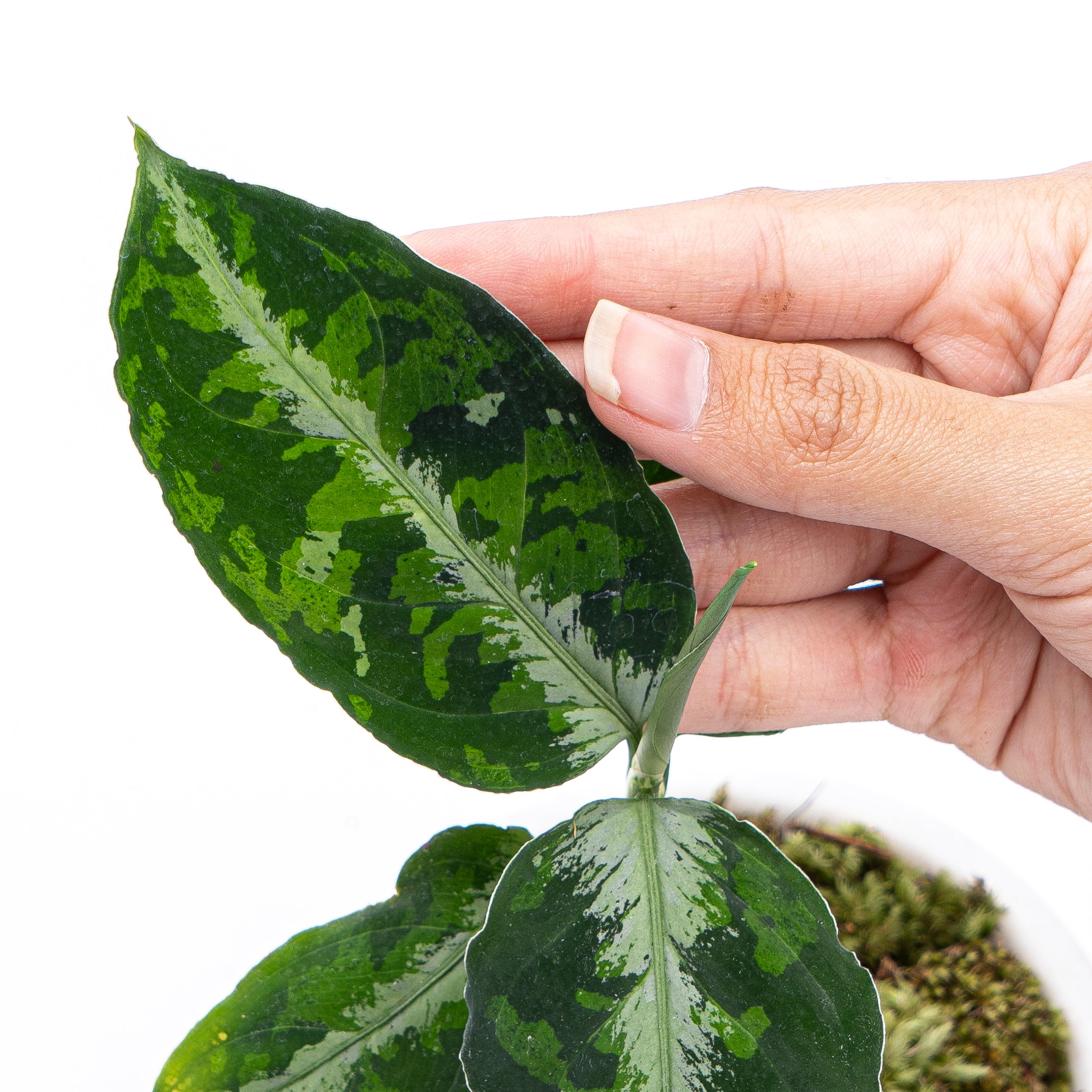 Aglaonema Pictum Tricolor
