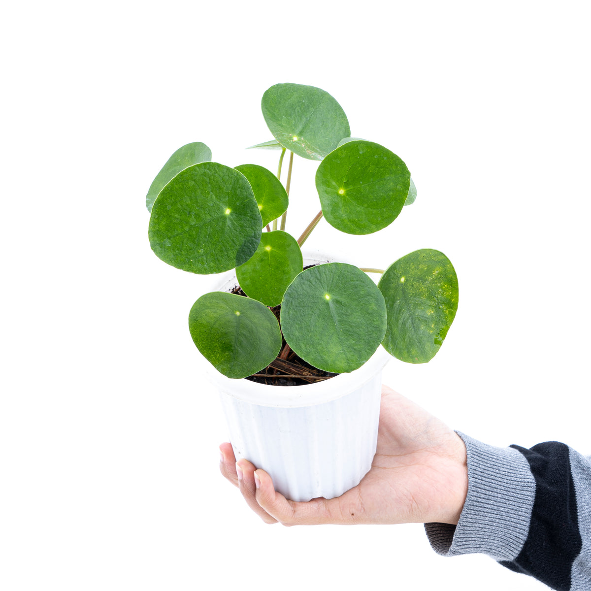 Pilea