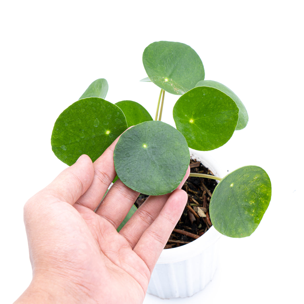 Pilea