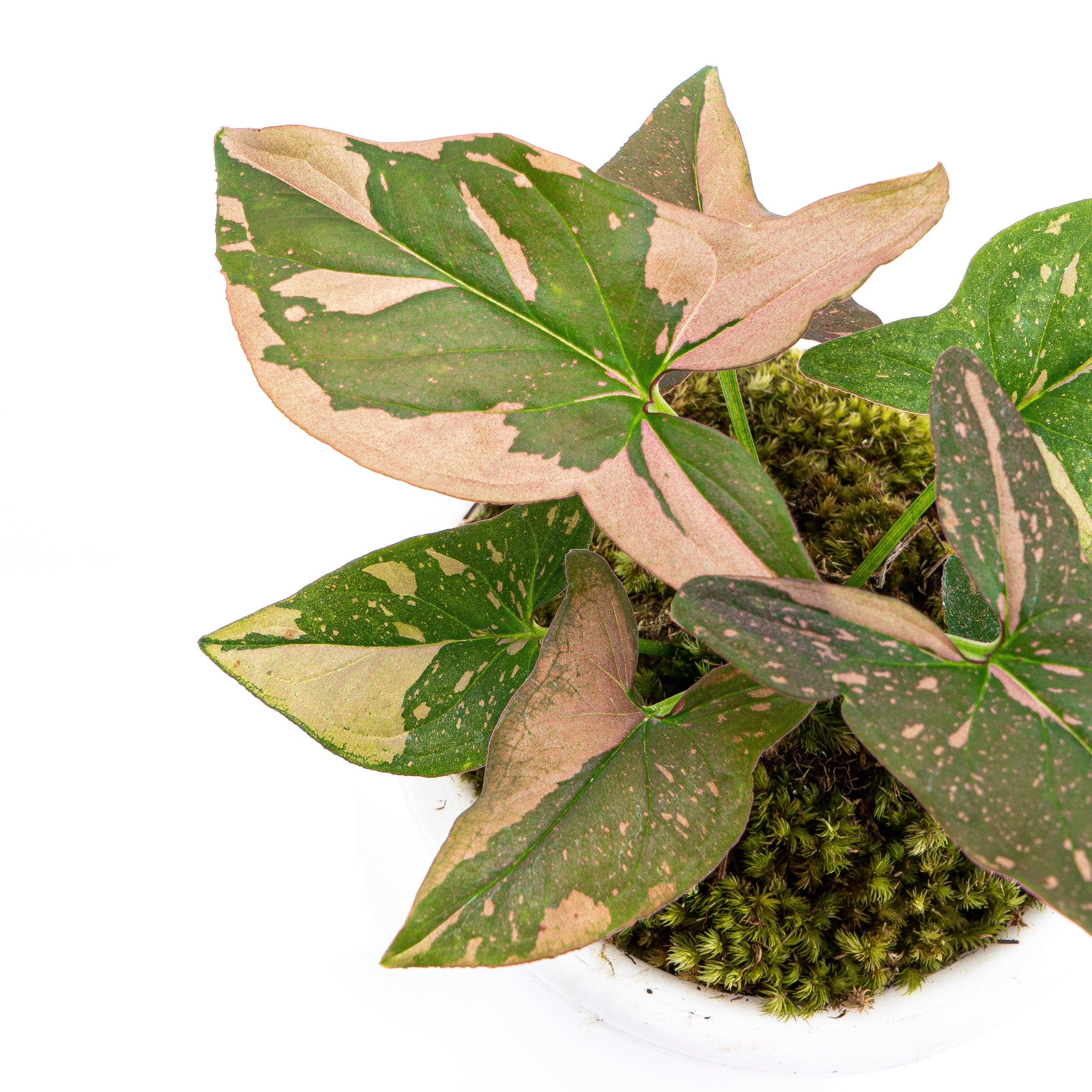 Syngonium Pink Splash