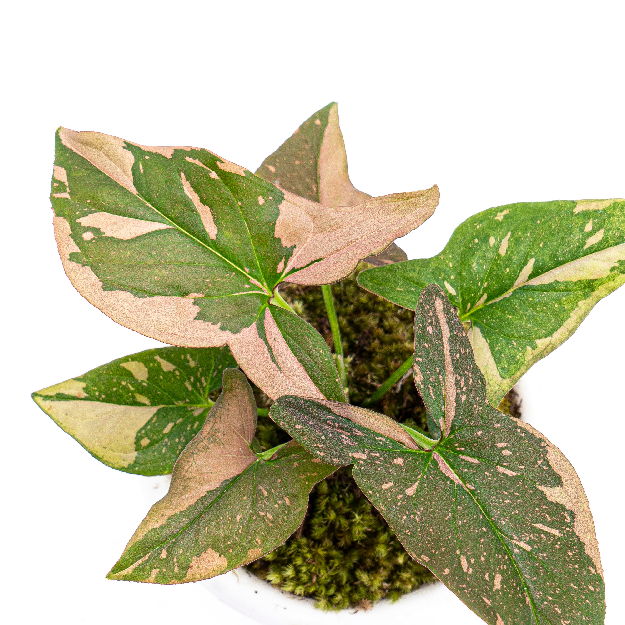 Syngonium Pink Splash