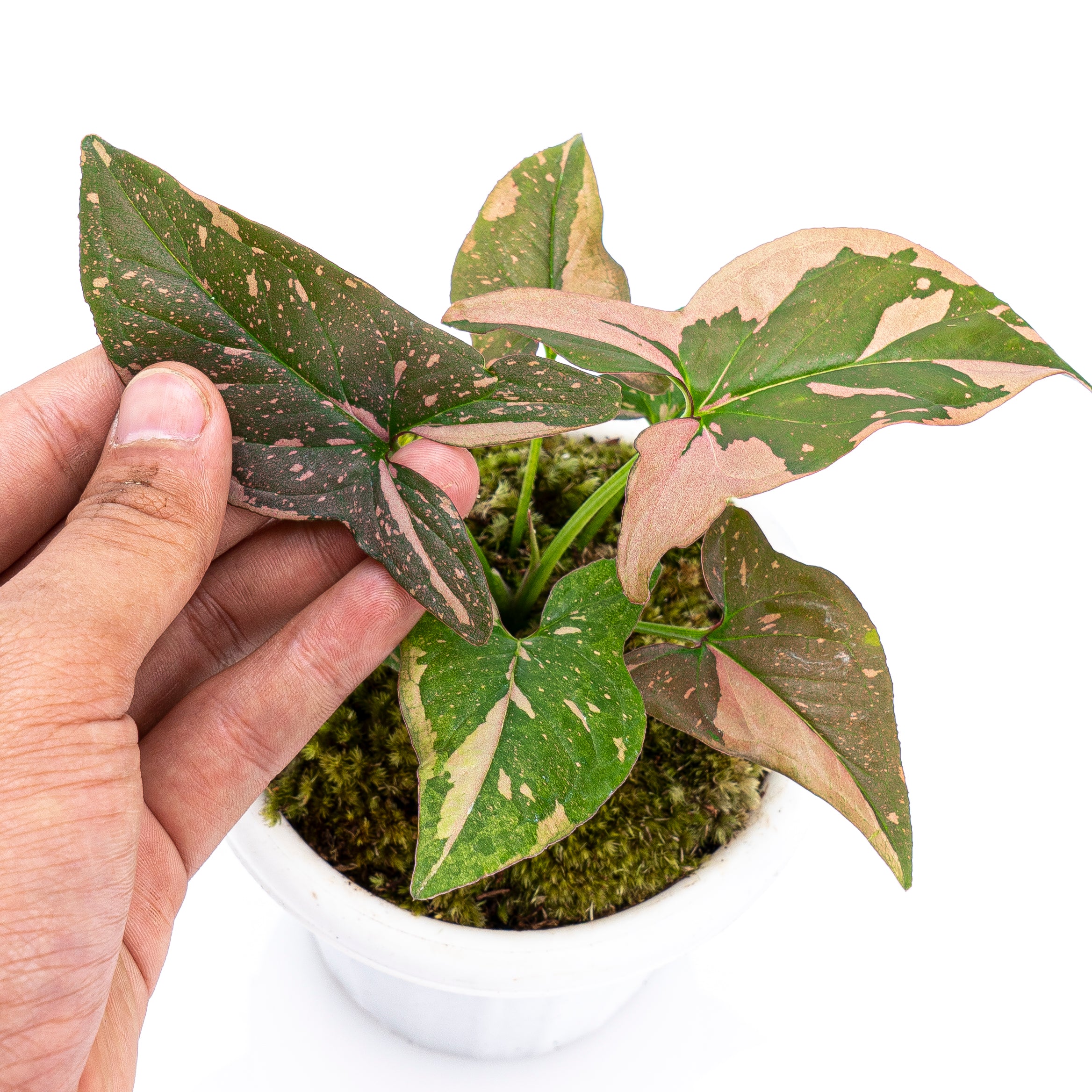 Syngonium Pink Splash