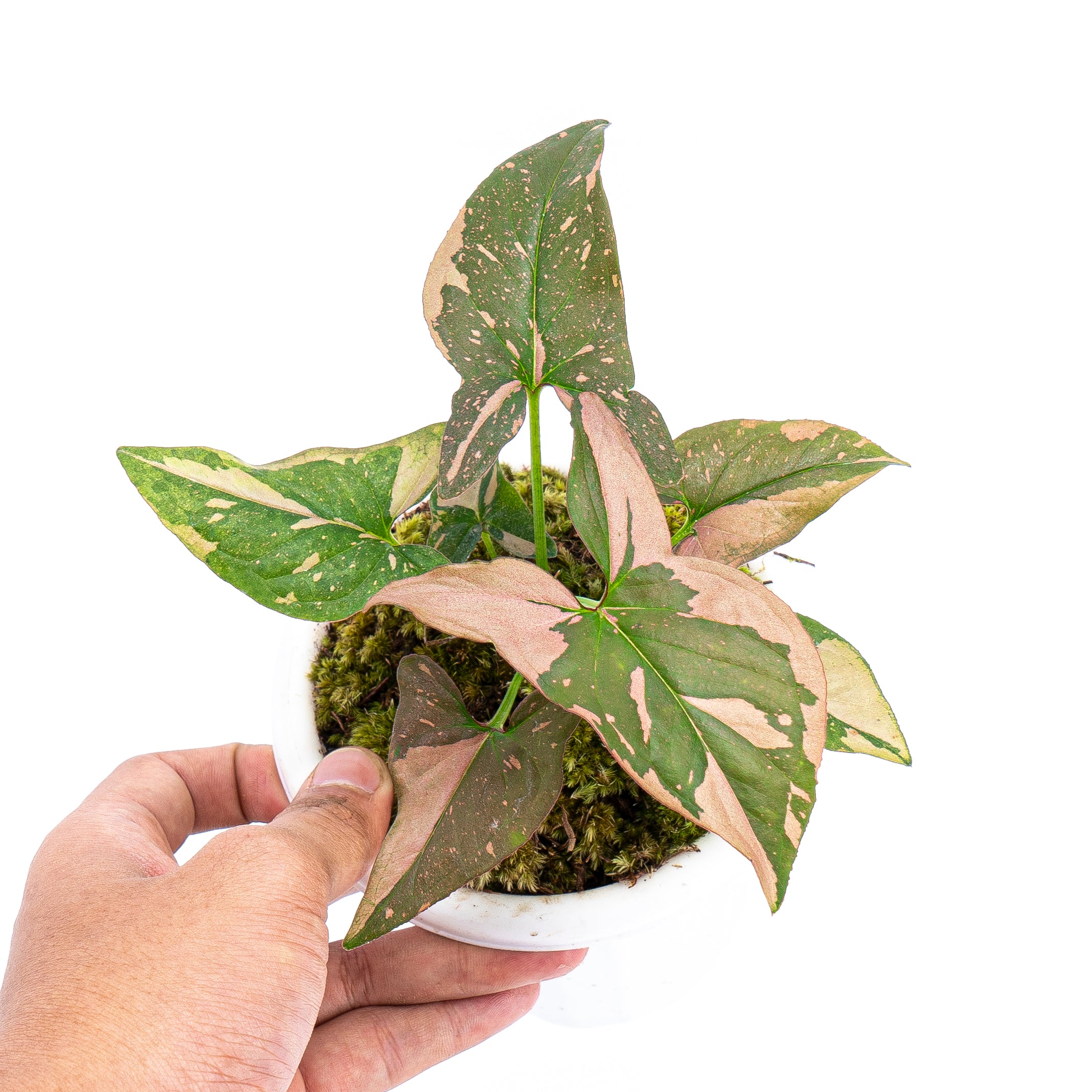 Syngonium Pink Splash