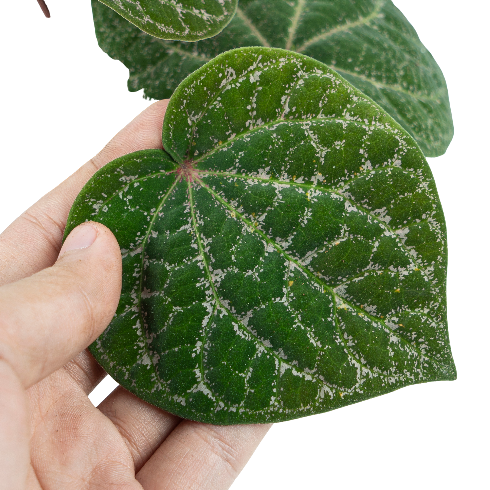 Piper Porphyrophyllum