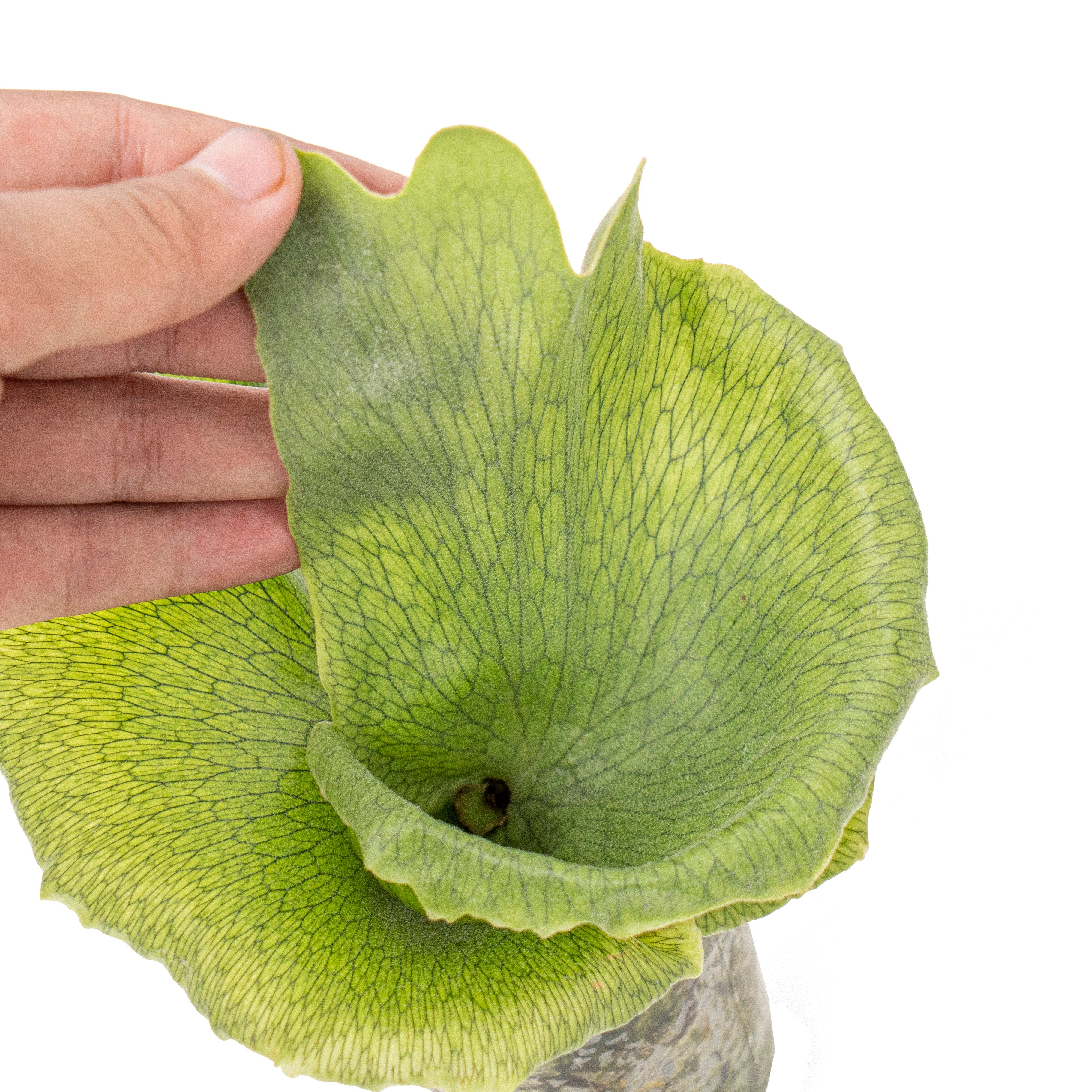 Platycerium wandae