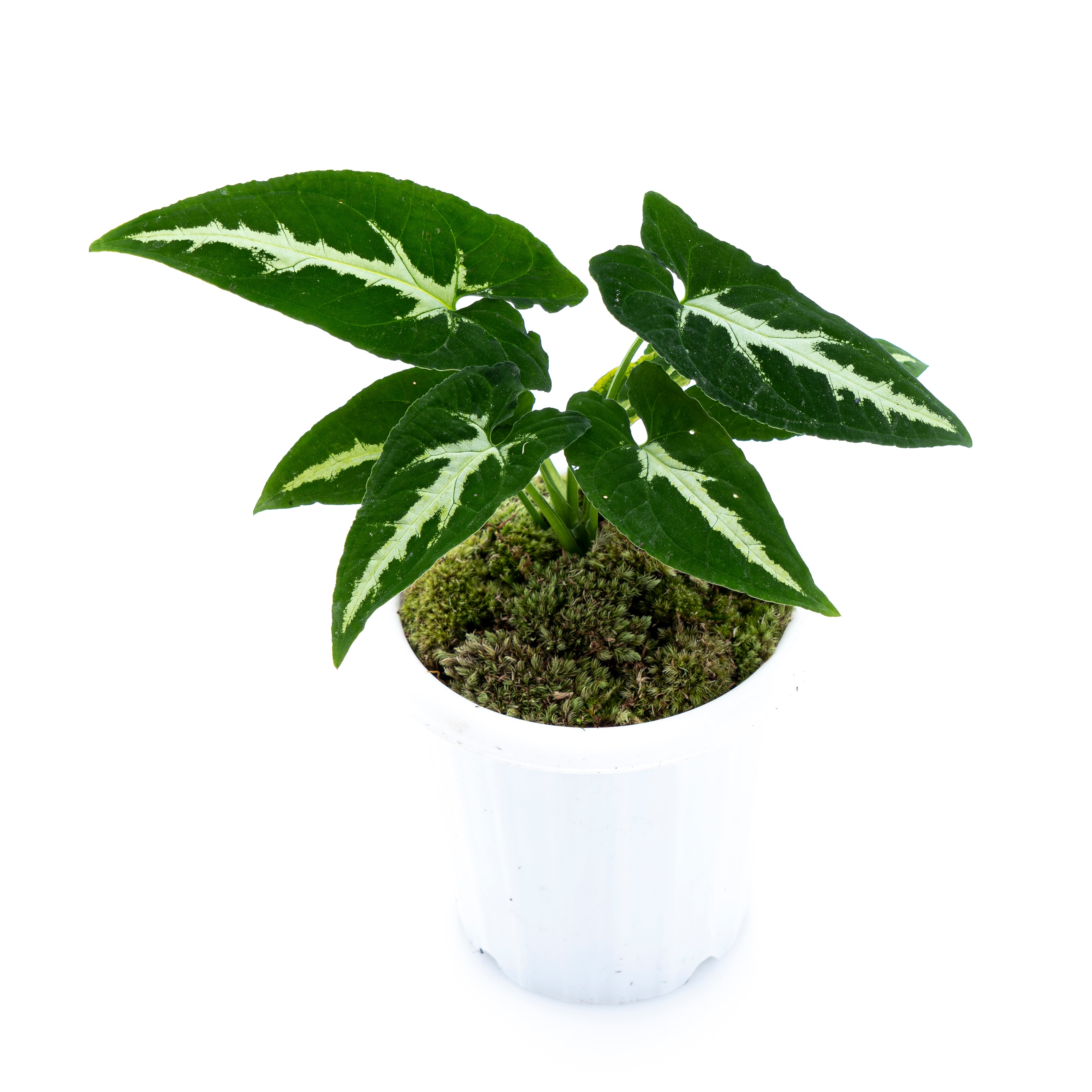 Syngonium Wenlandii