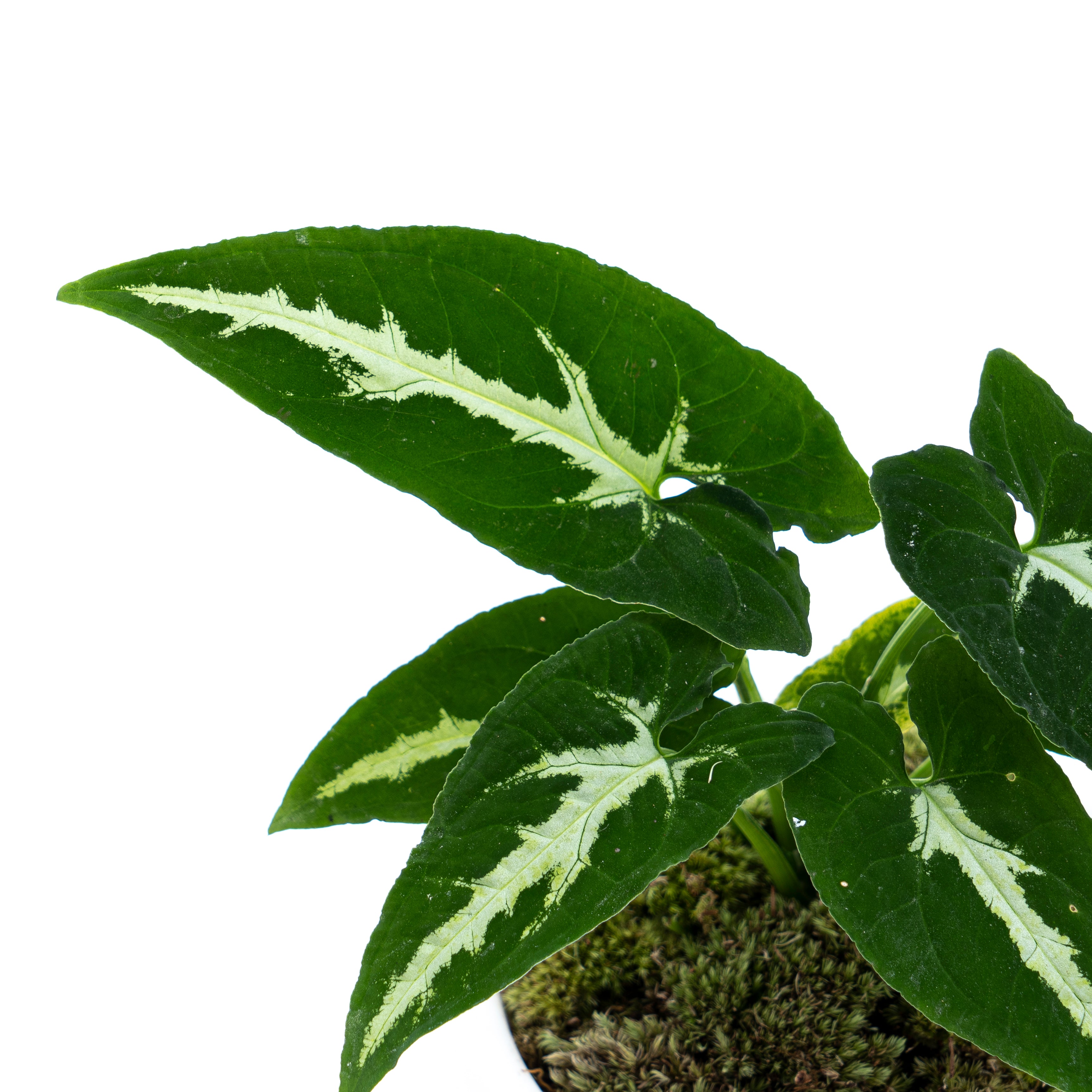 Syngonium Wenlandii