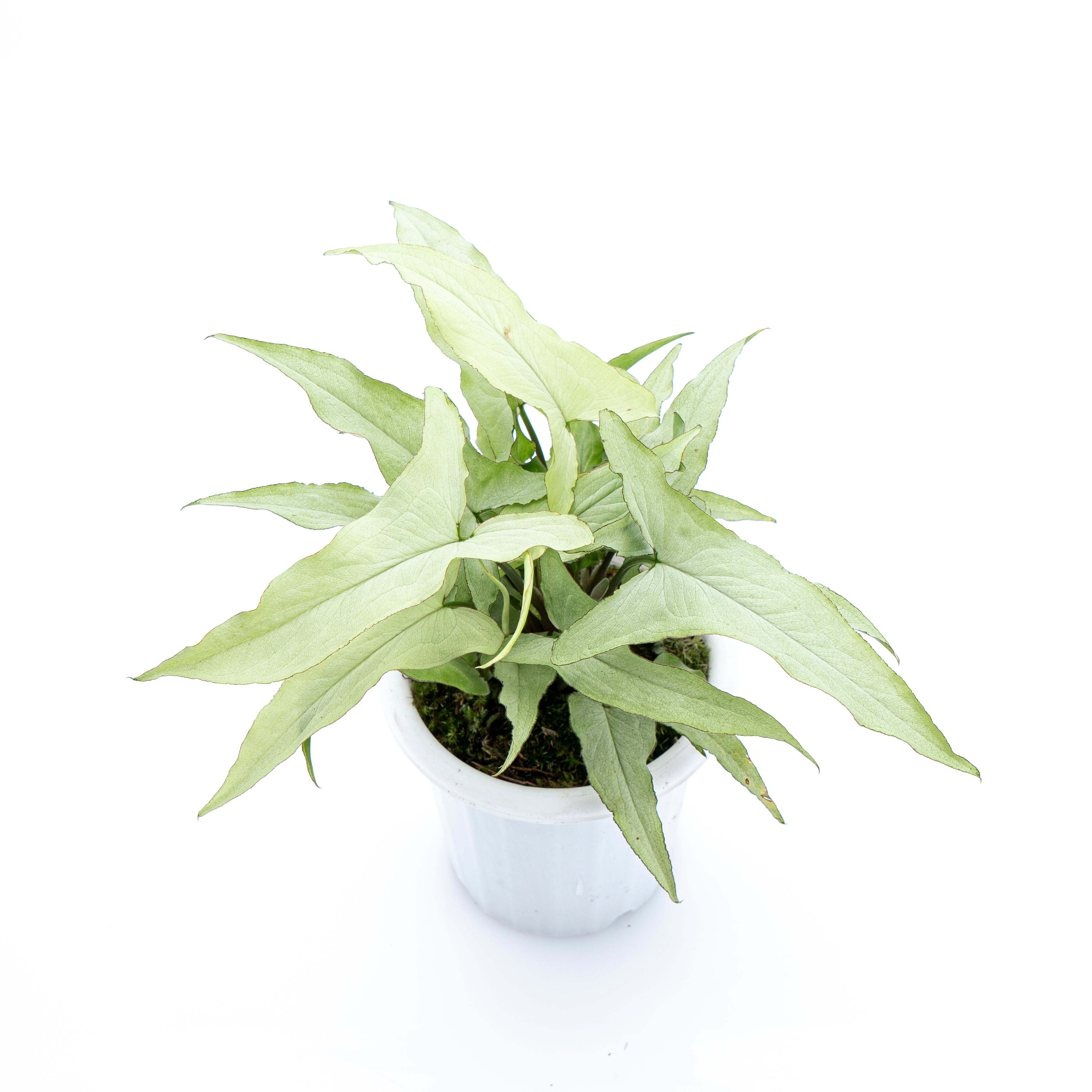 Syngonium White Narrow
