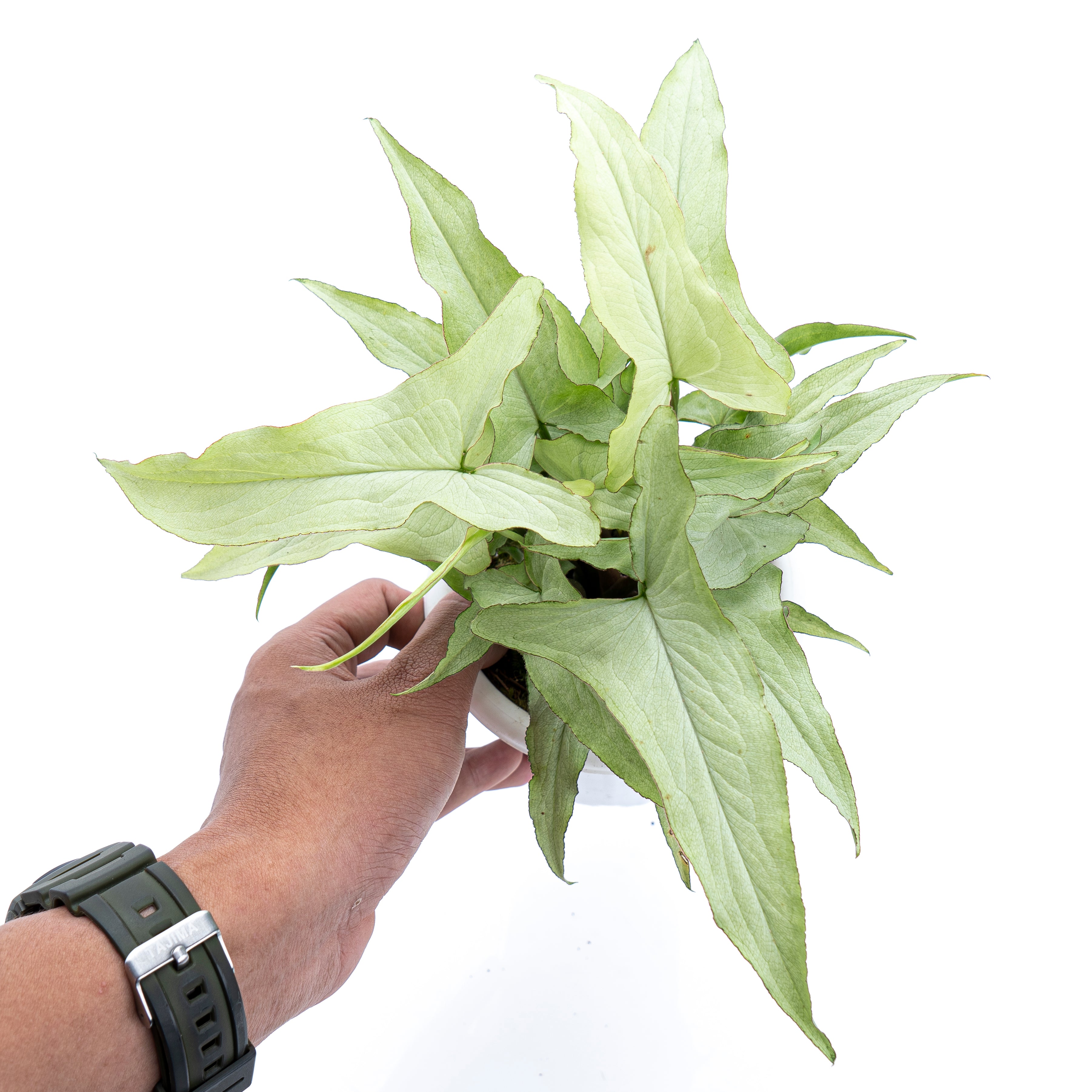 Syngonium White Narrow