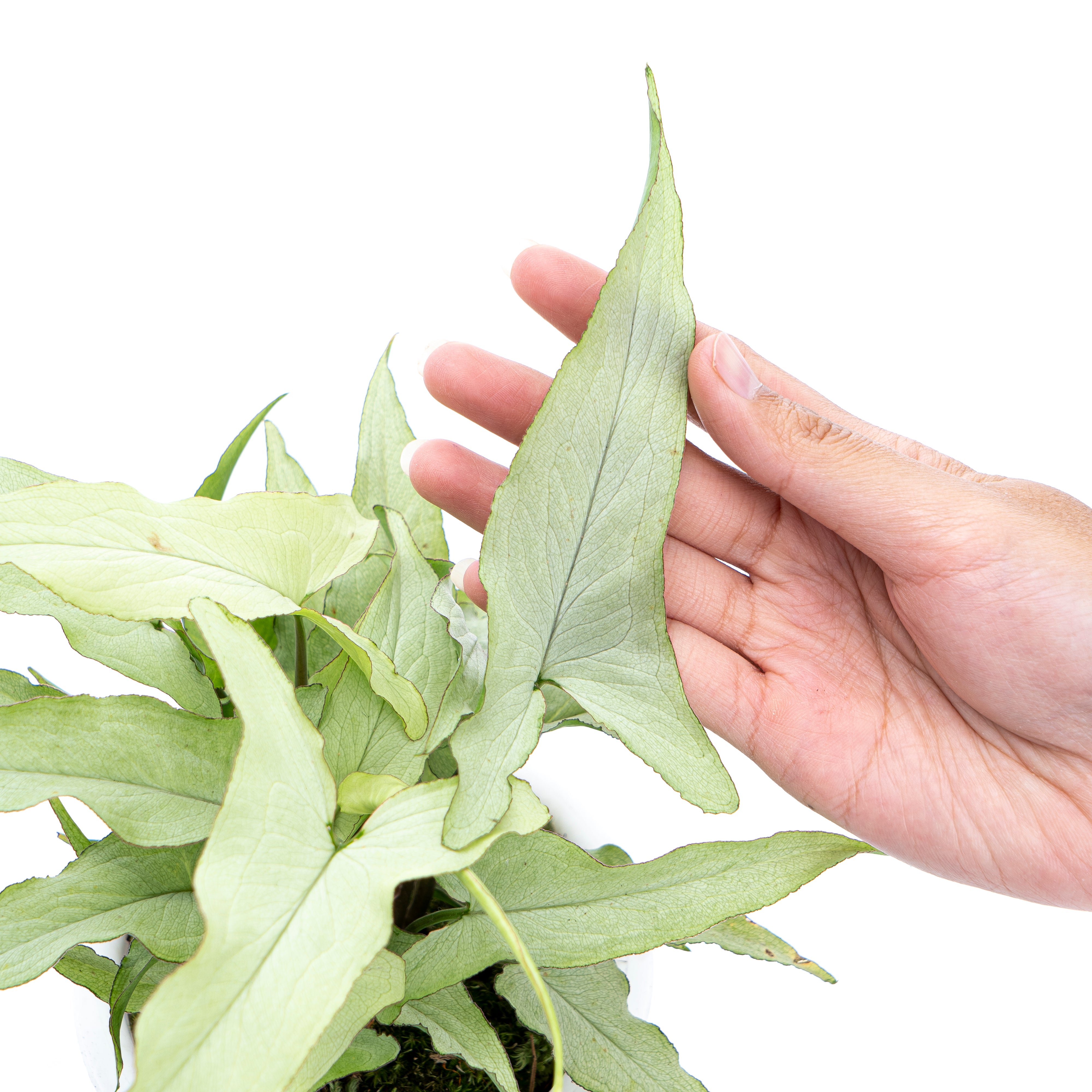 Syngonium White Narrow