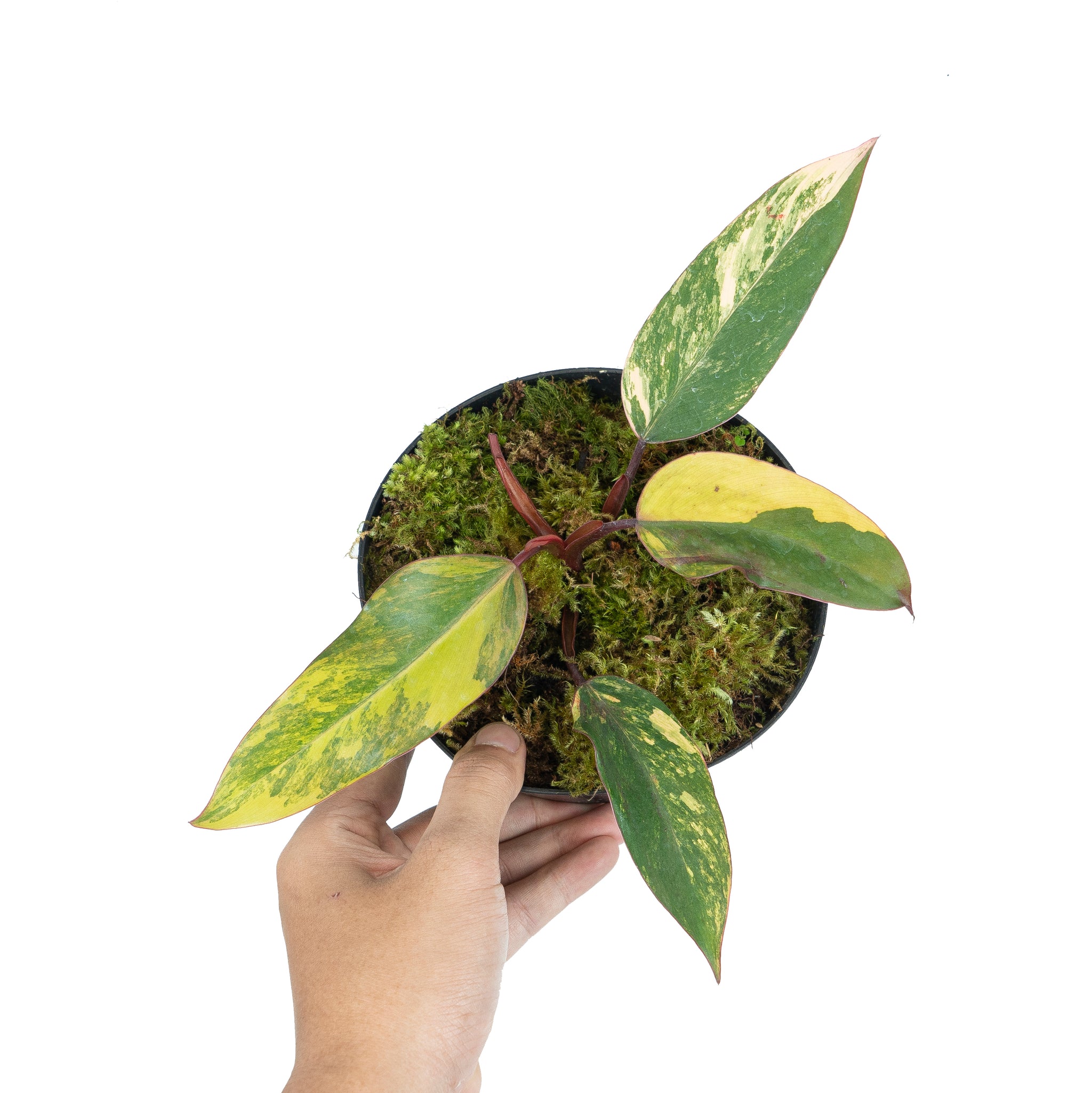 Philodendron Strawberry Shakes #3167 *Excellent Color — TL PLANT STUDIO