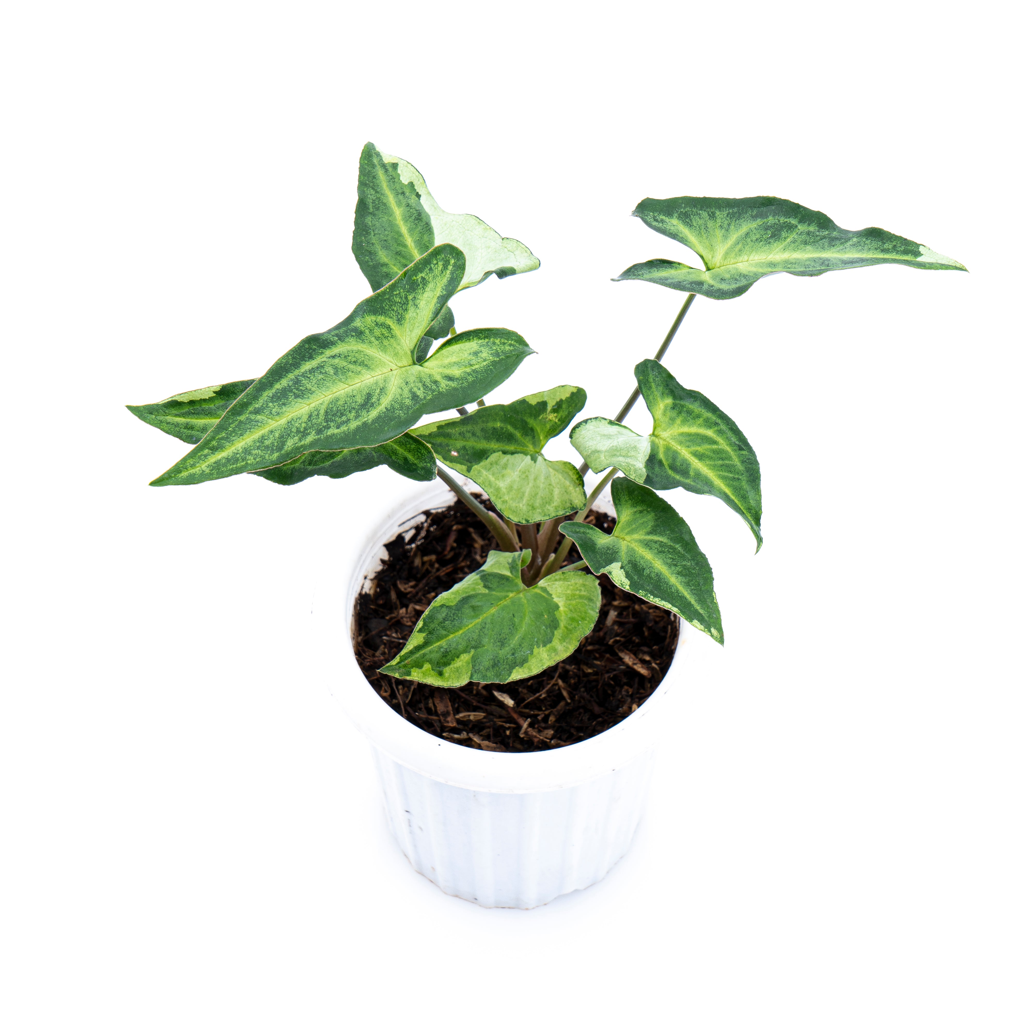 Syngonium Podophyllum Three Kings