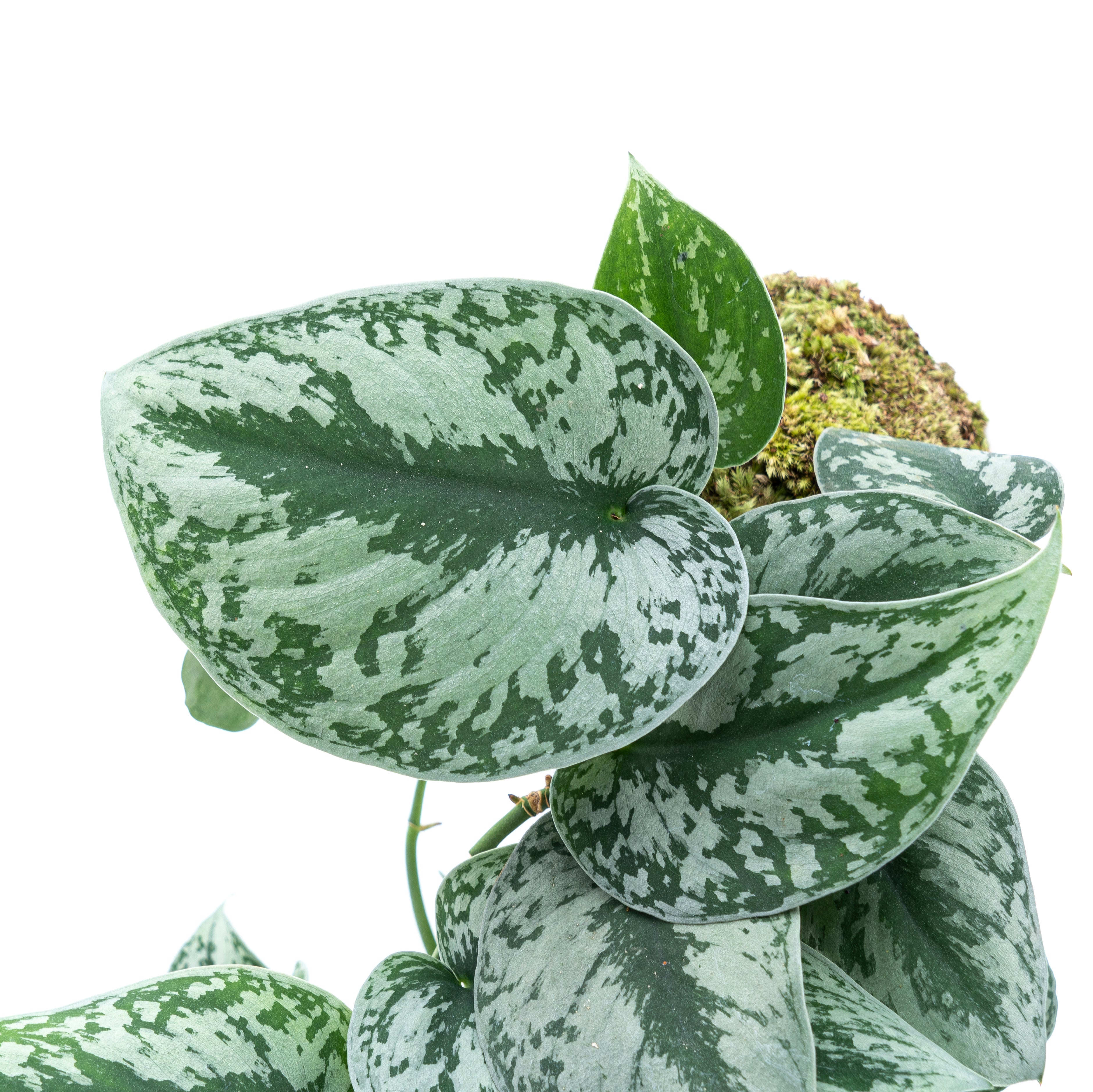 Scindapsus Exotica Long Size