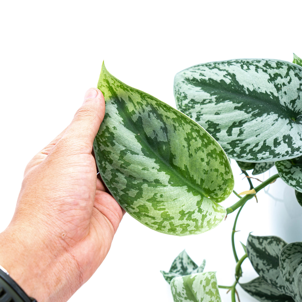 Scindapsus Exotica Long Size