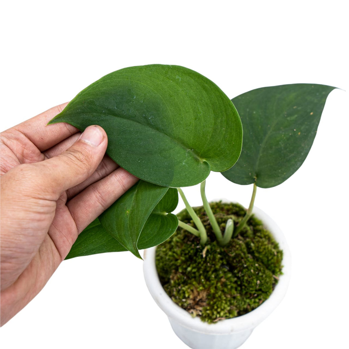 Scindapsus Jade Satin Black