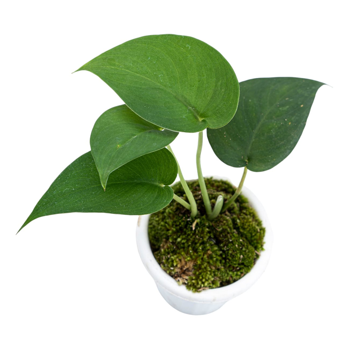 Scindapsus Jade Satin Black