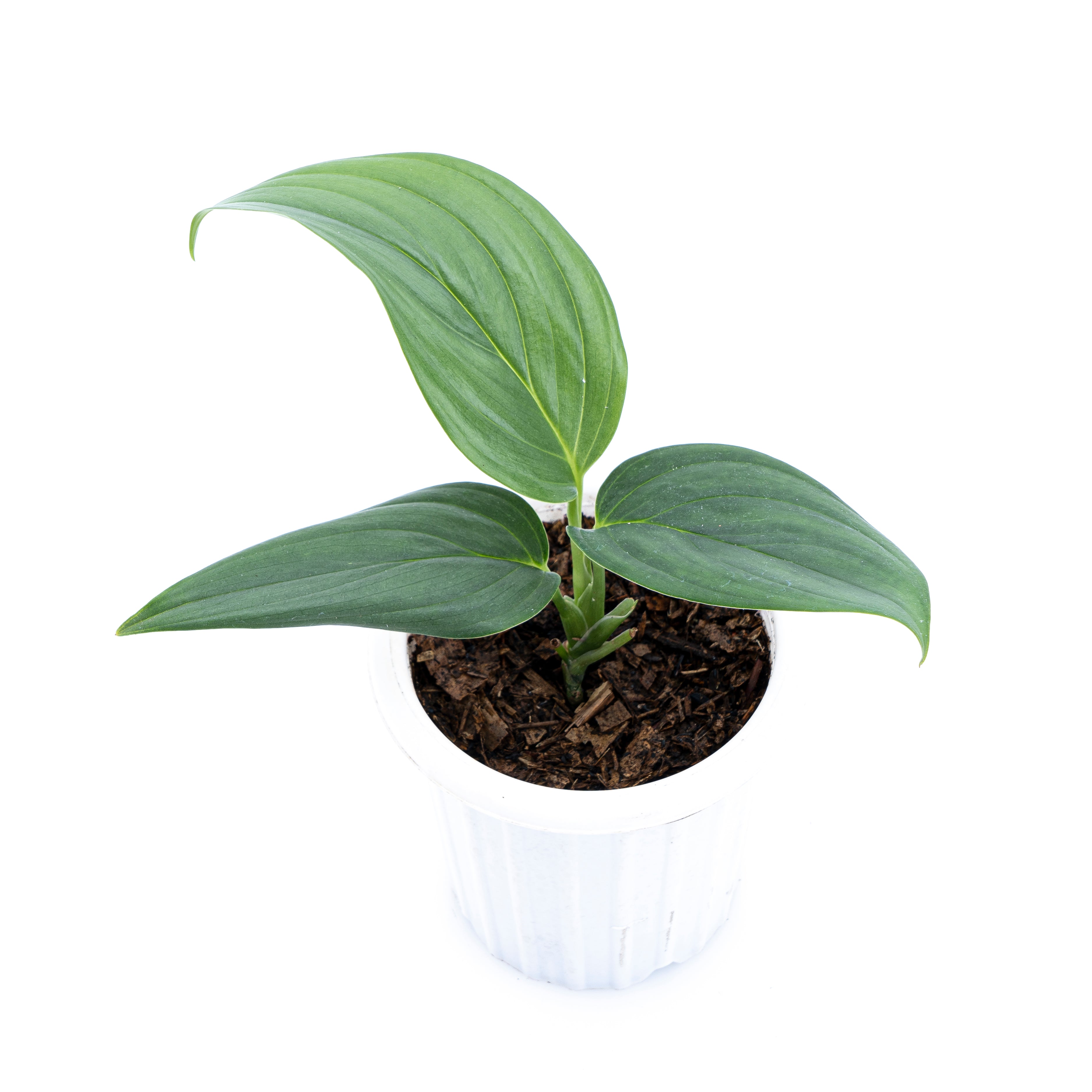Scindapsus Silver SP Sumatera