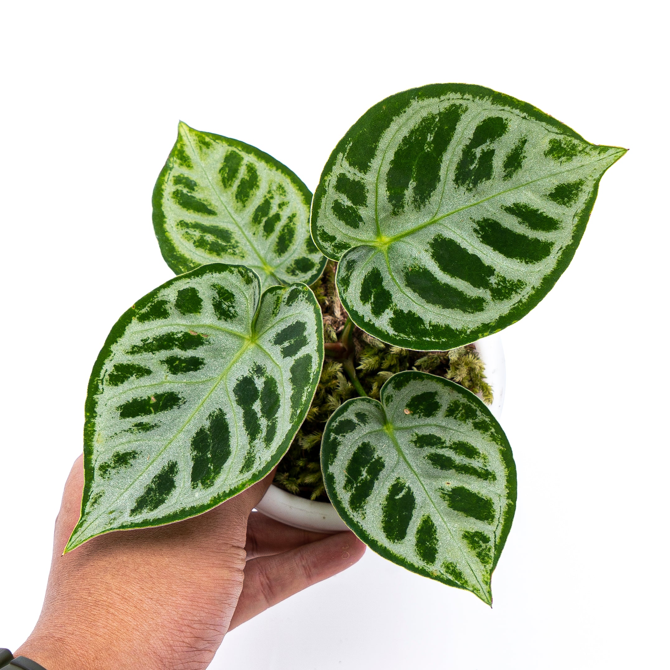 Anthurium Silver Blush