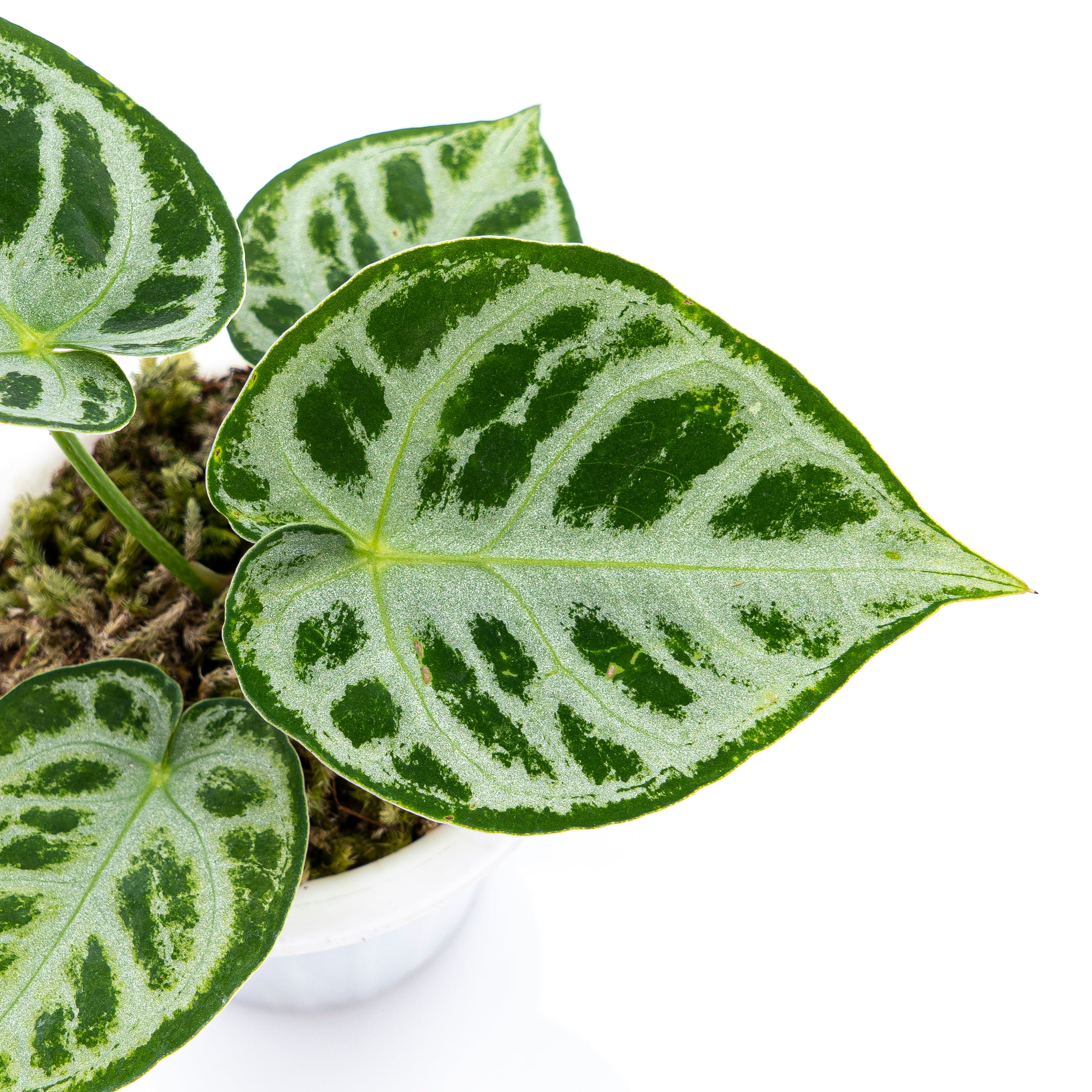 Anthurium Silver Blush