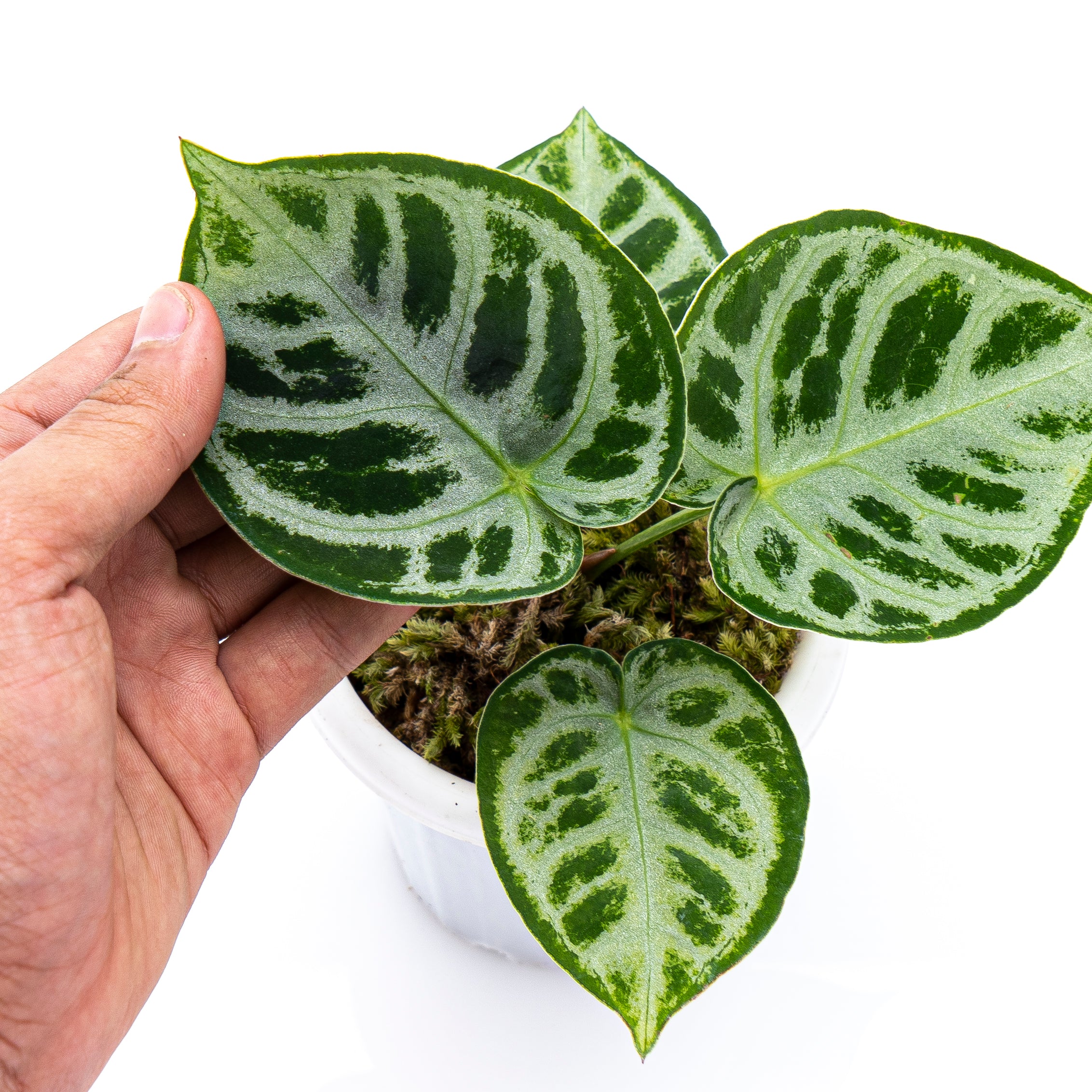 Anthurium Silver Blush