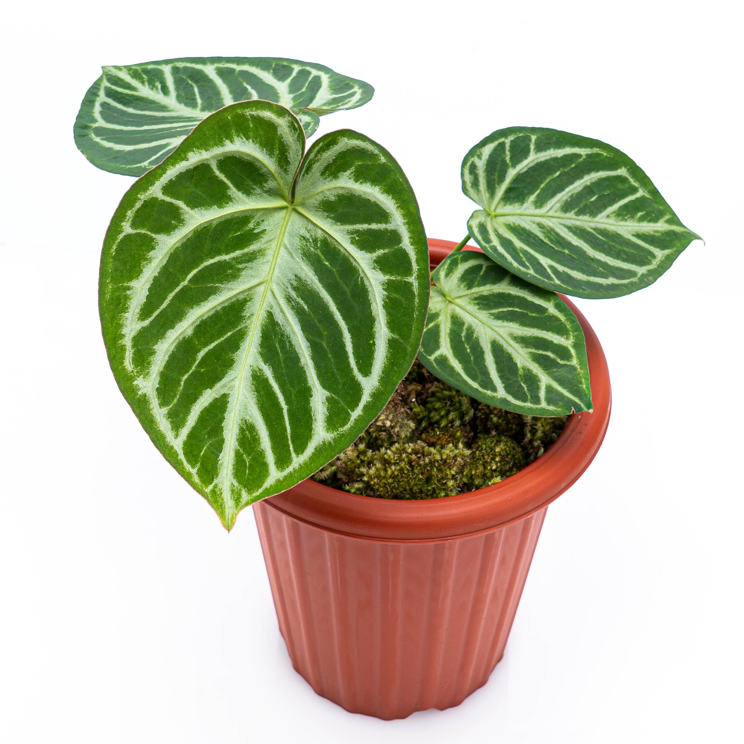 Anthurium Silver Blush