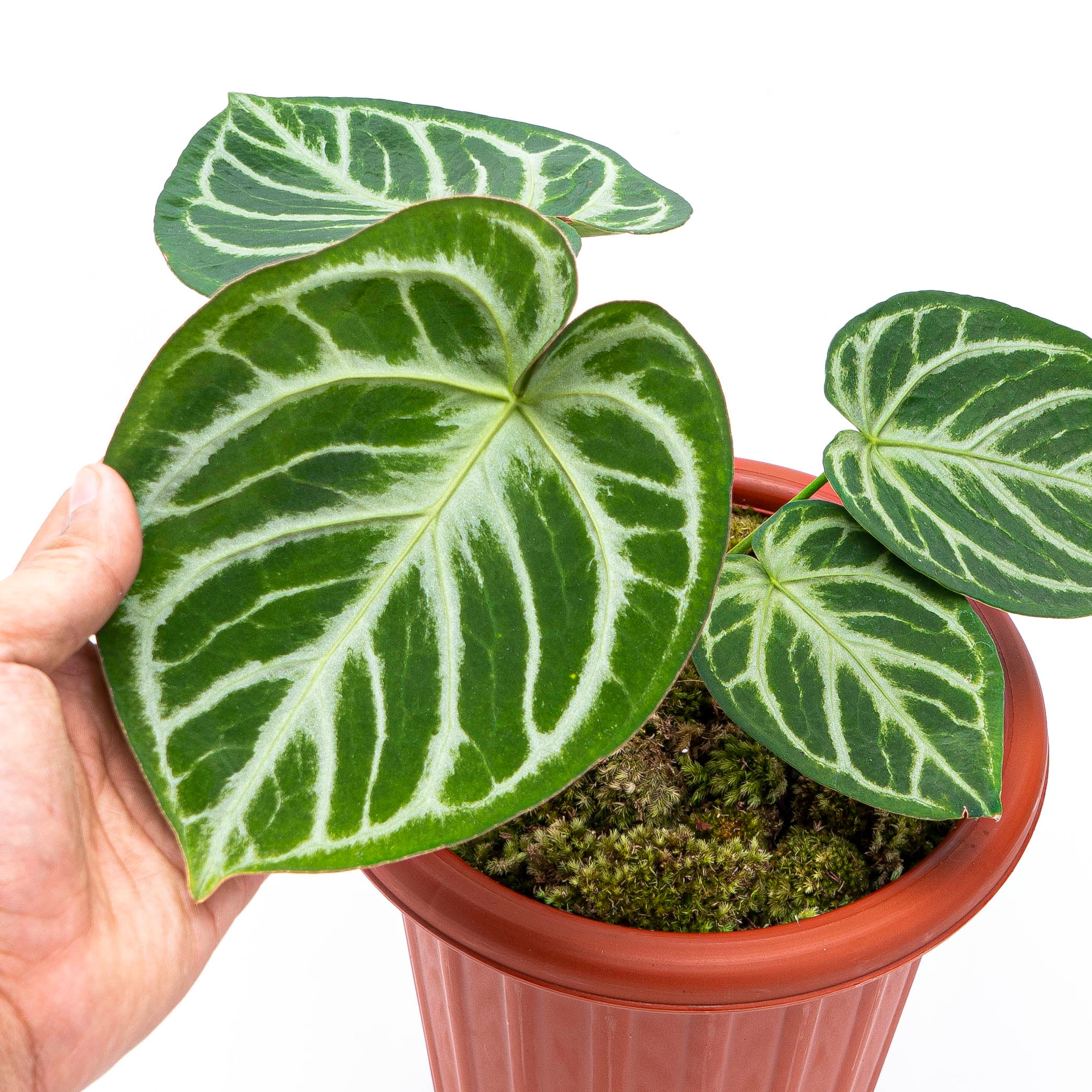 Anthurium Silver Blush