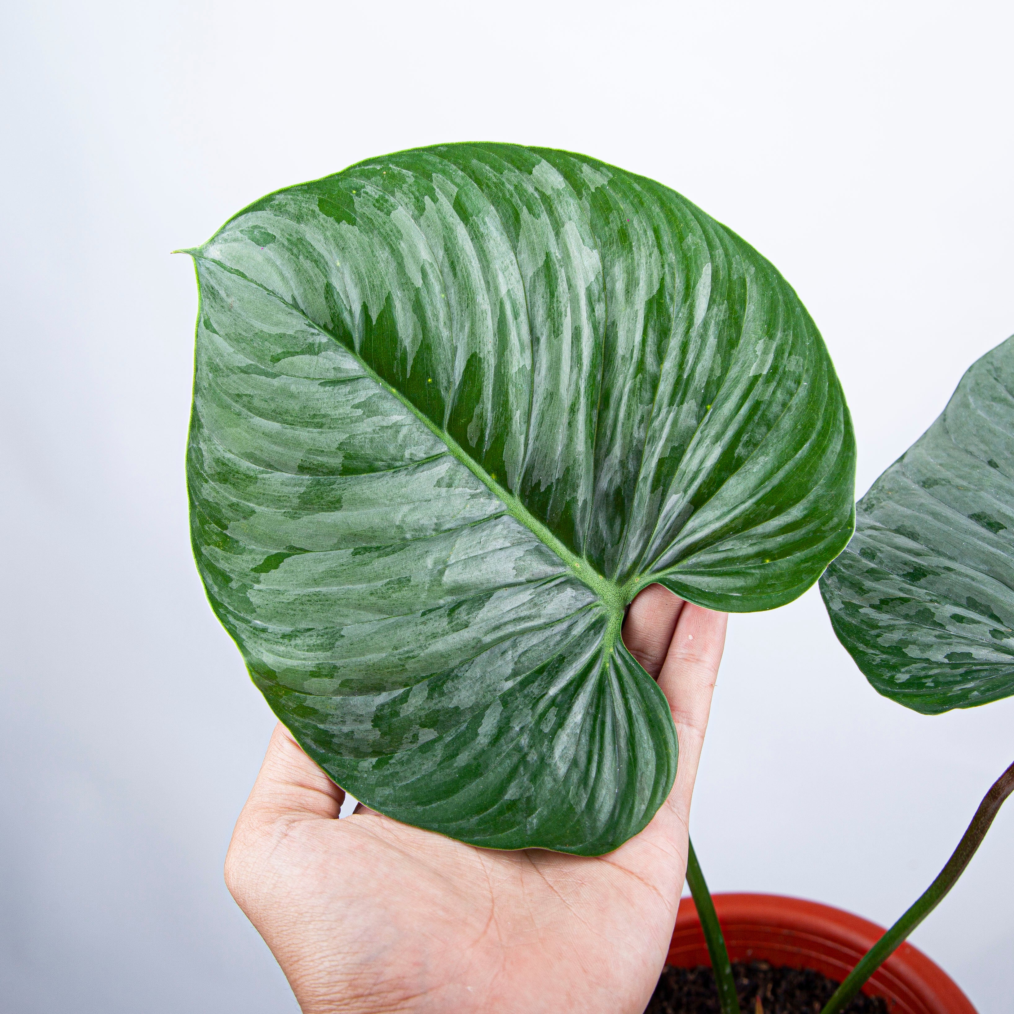 Philodendron Sodiroi - Mature size