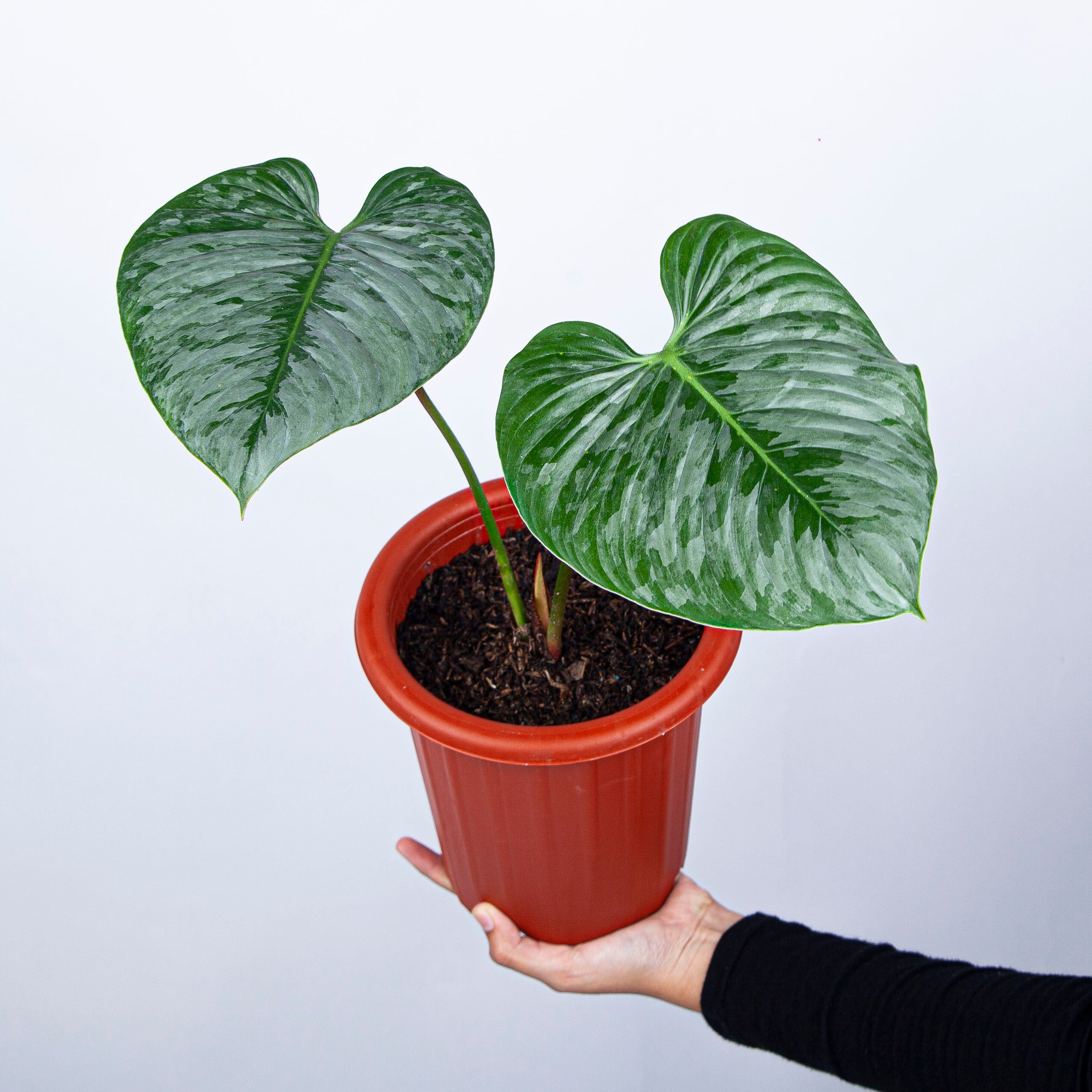 Philodendron Sodiroi - Mature size