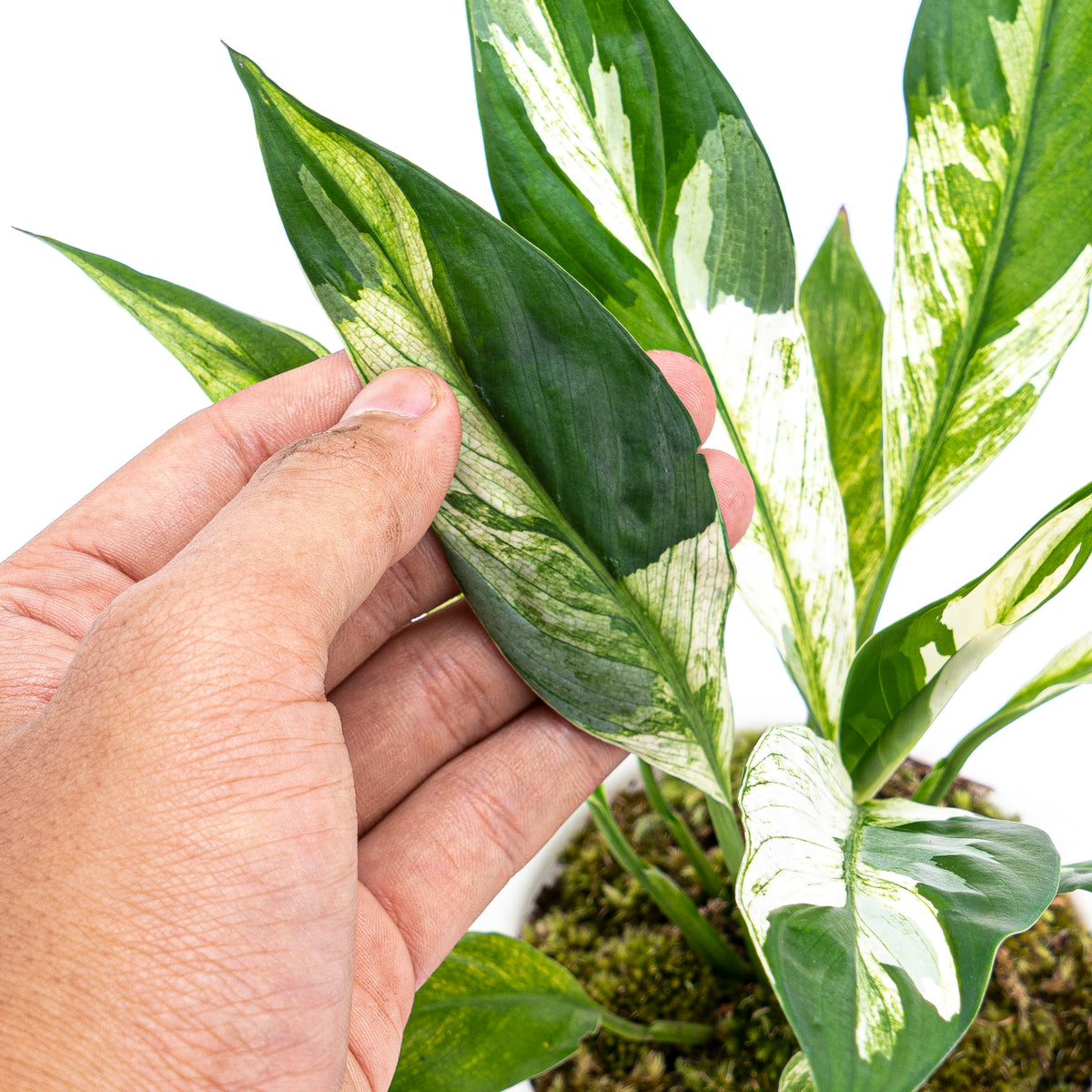 Spathiphyllum Variegated