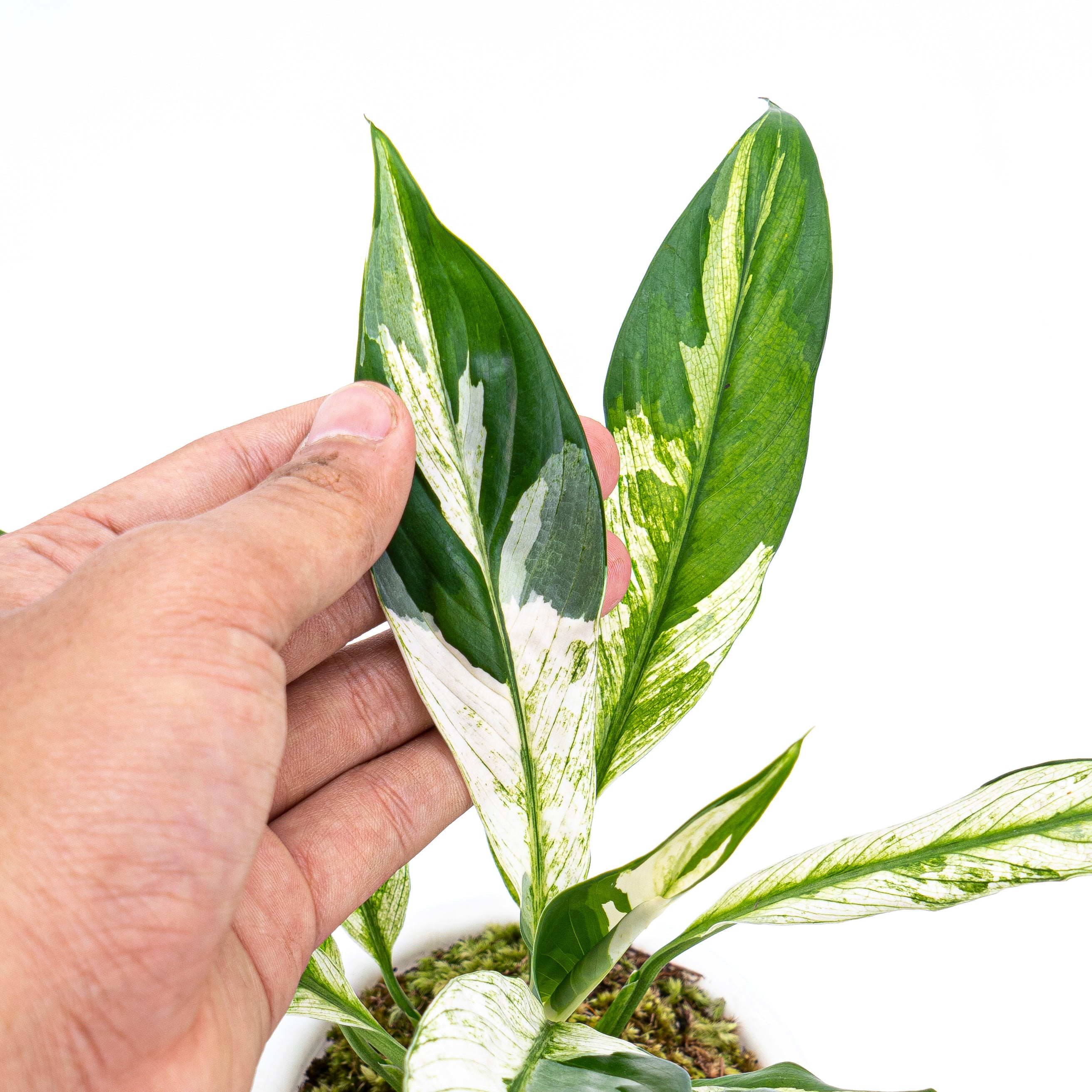 Spathiphyllum Variegated