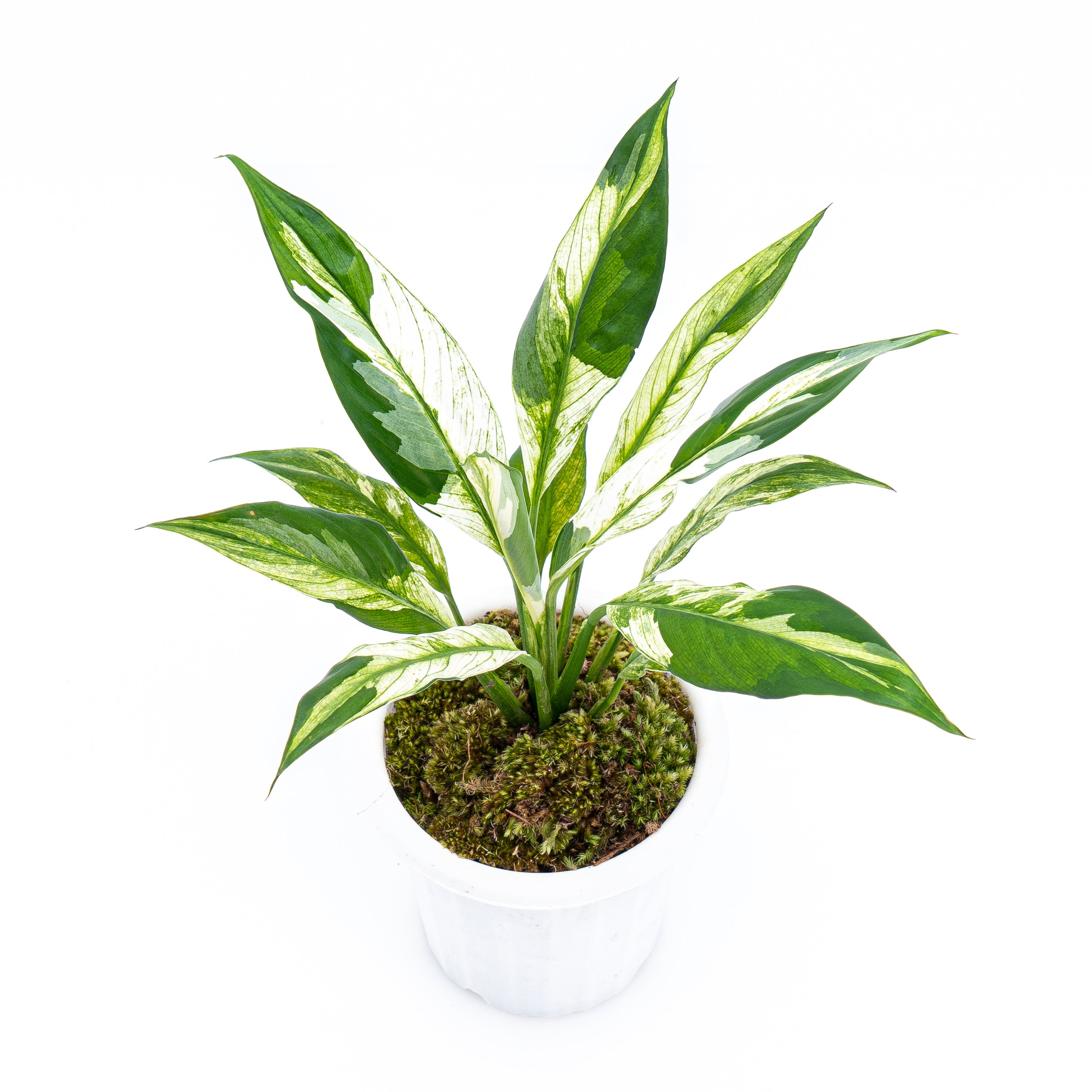 Spathiphyllum Variegated