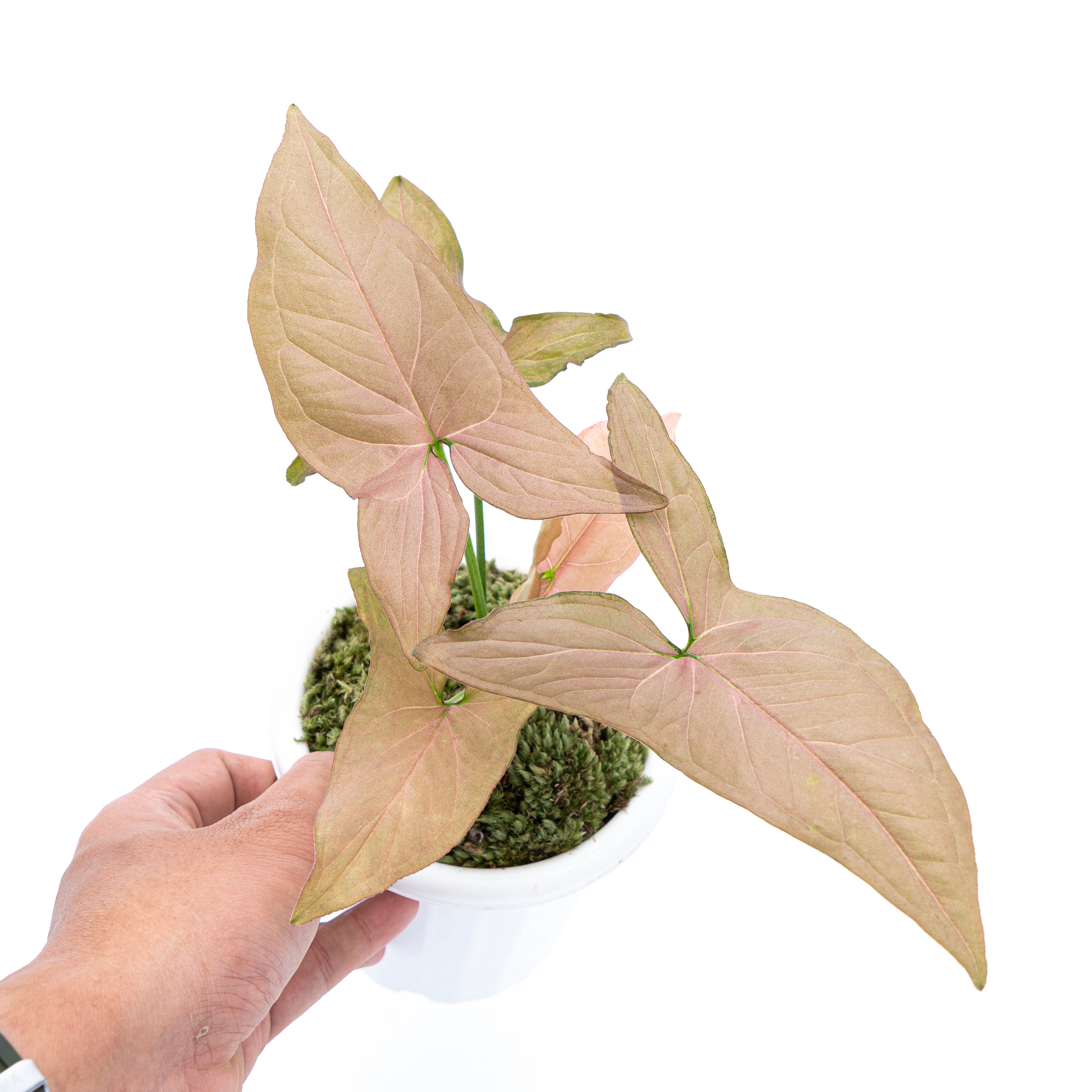 Syngonium Pink