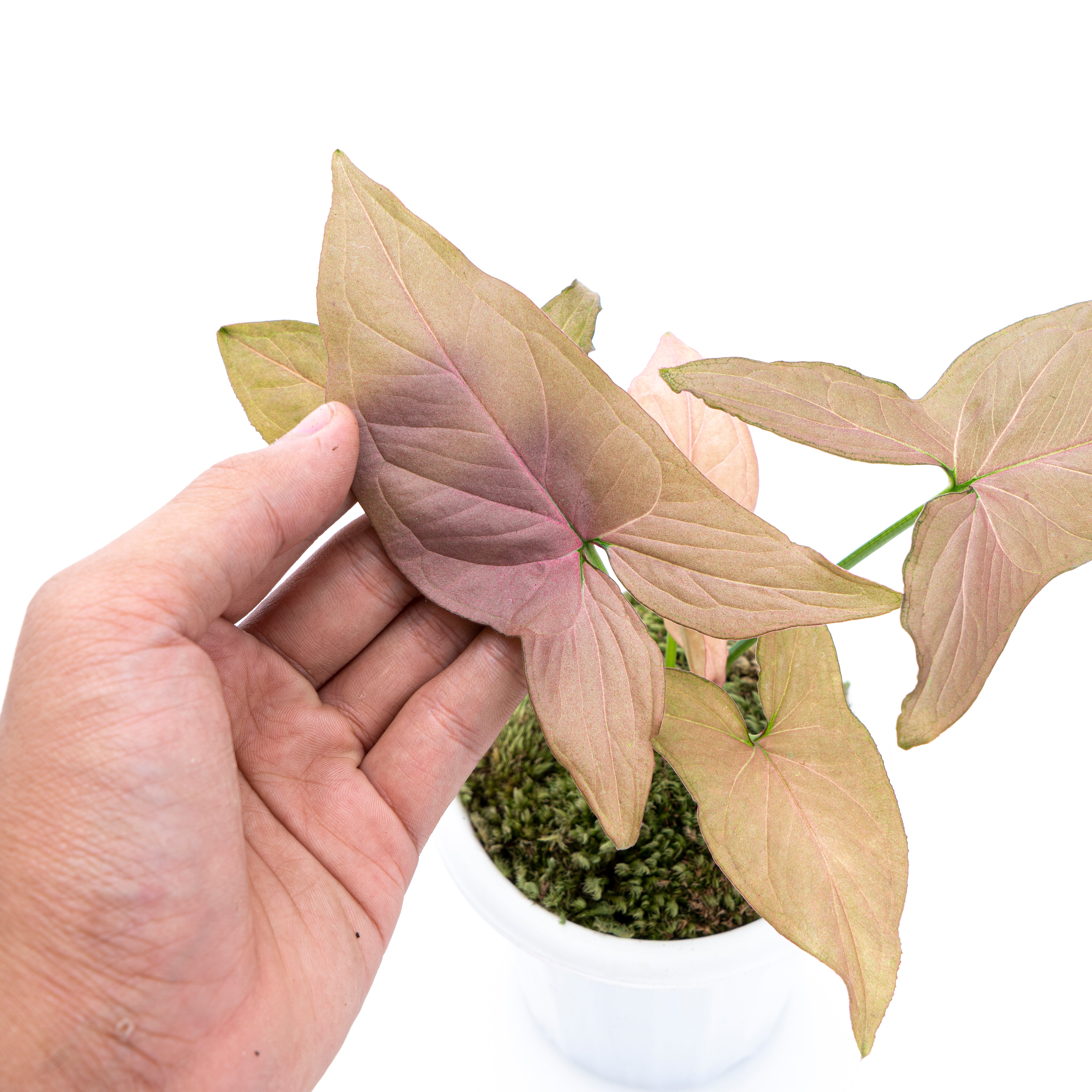 Syngonium Pink